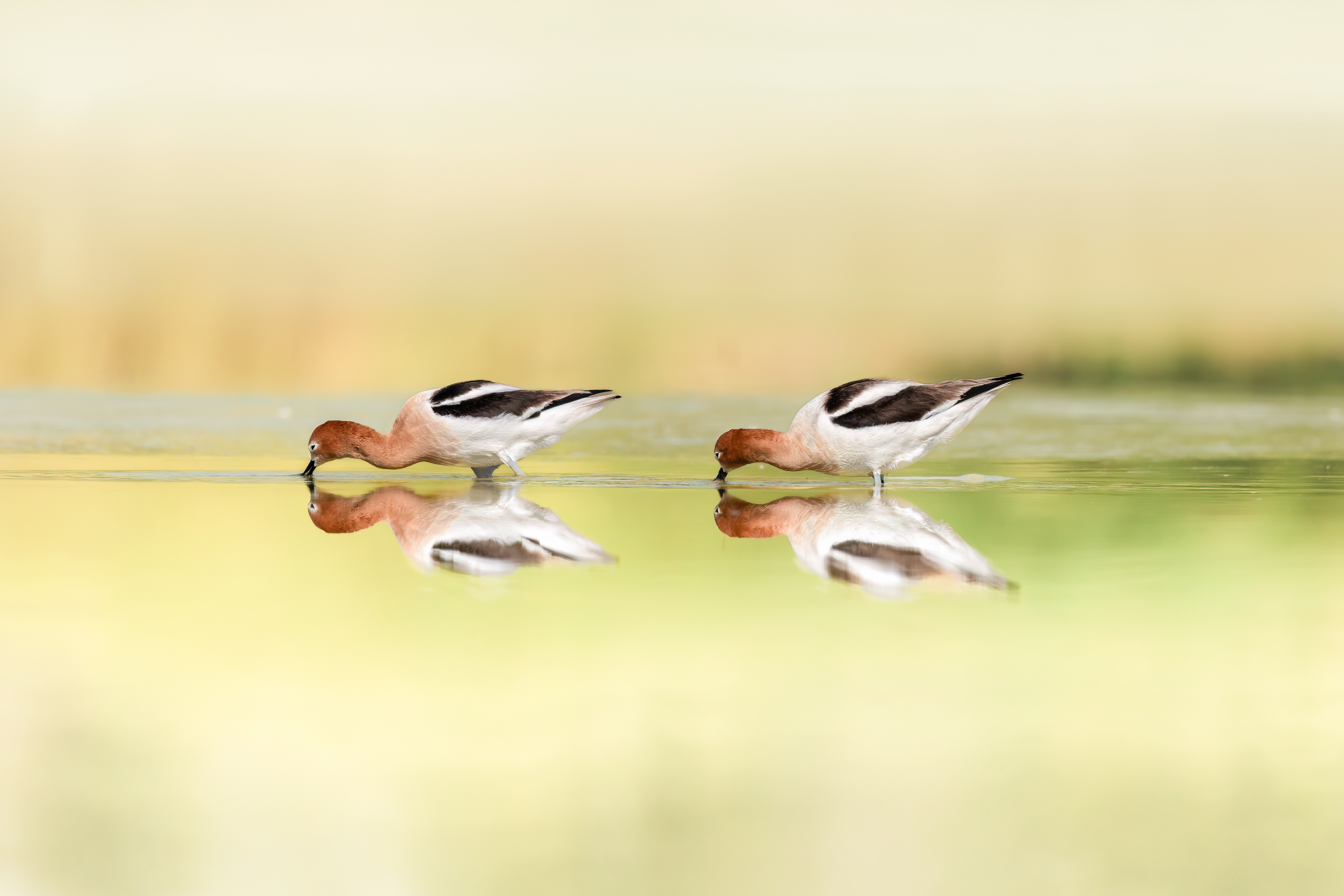 , Maikel Valle Clara