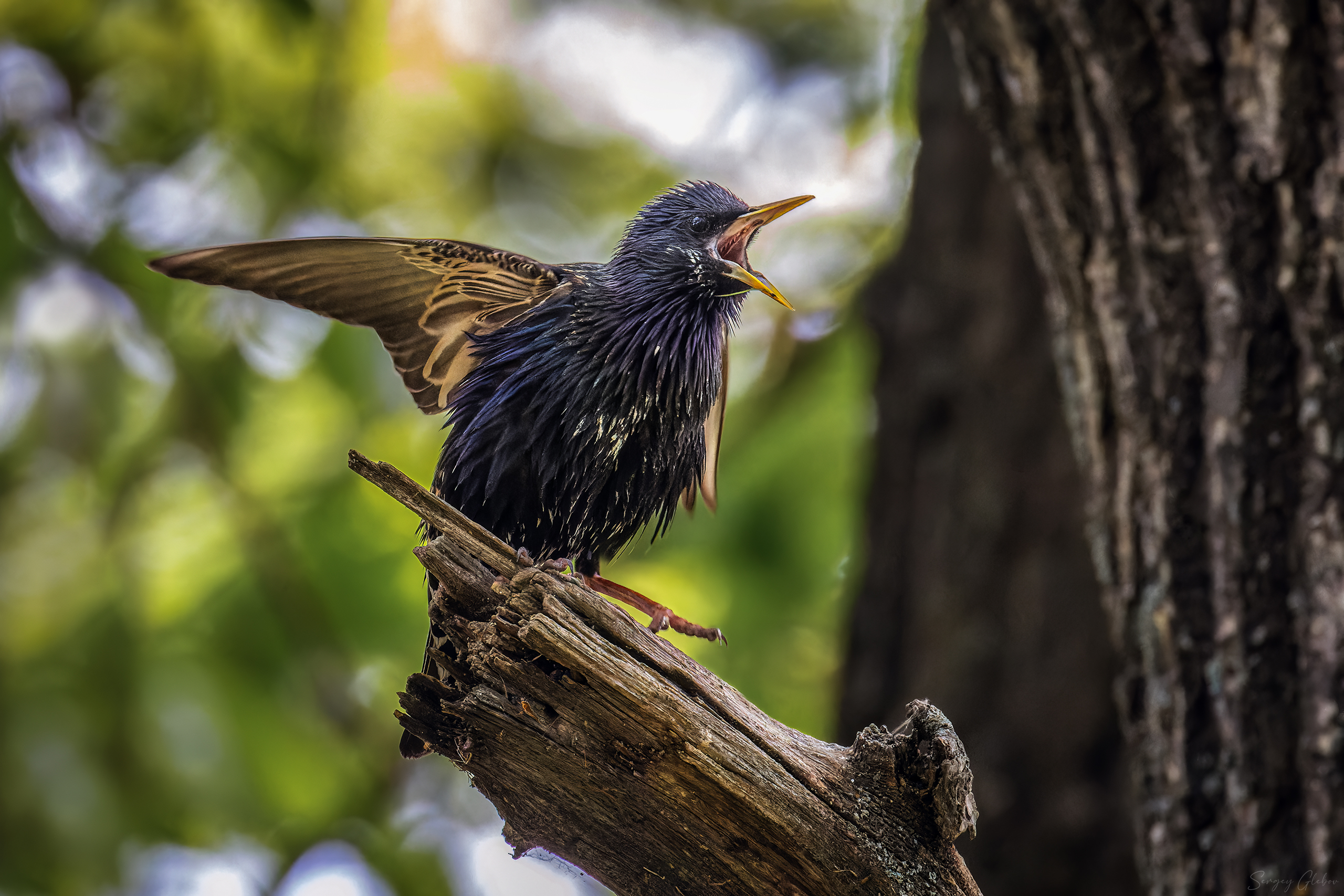скворец, птицы, пернатые, Глебов Сергей