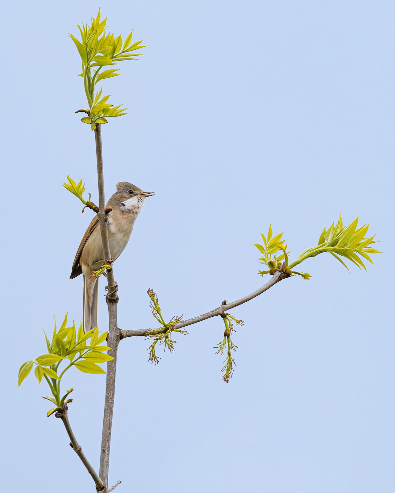 серая славка, славка, птицы, Руслан Pl