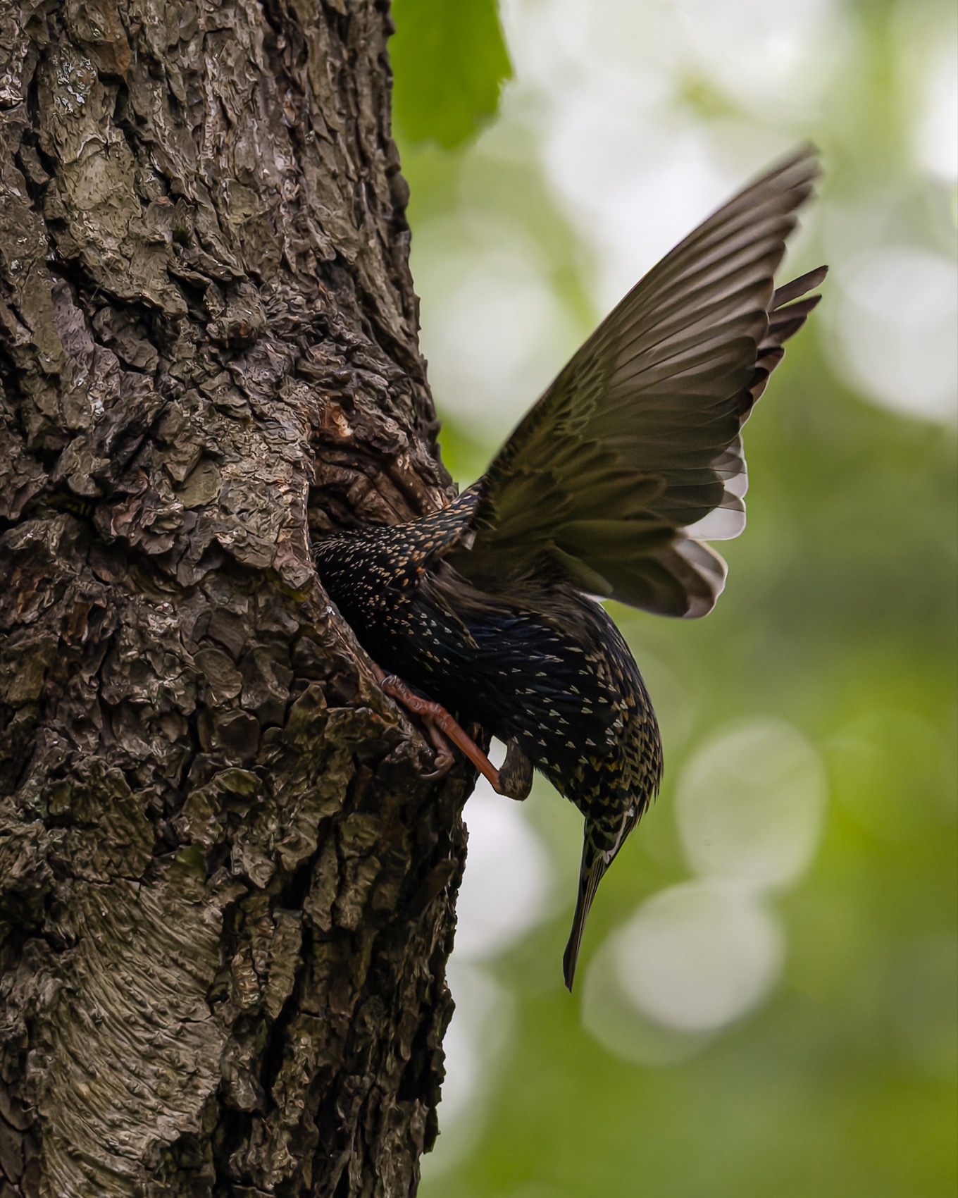 скворец, гнездо, дупло, птицы, Руслан Pl