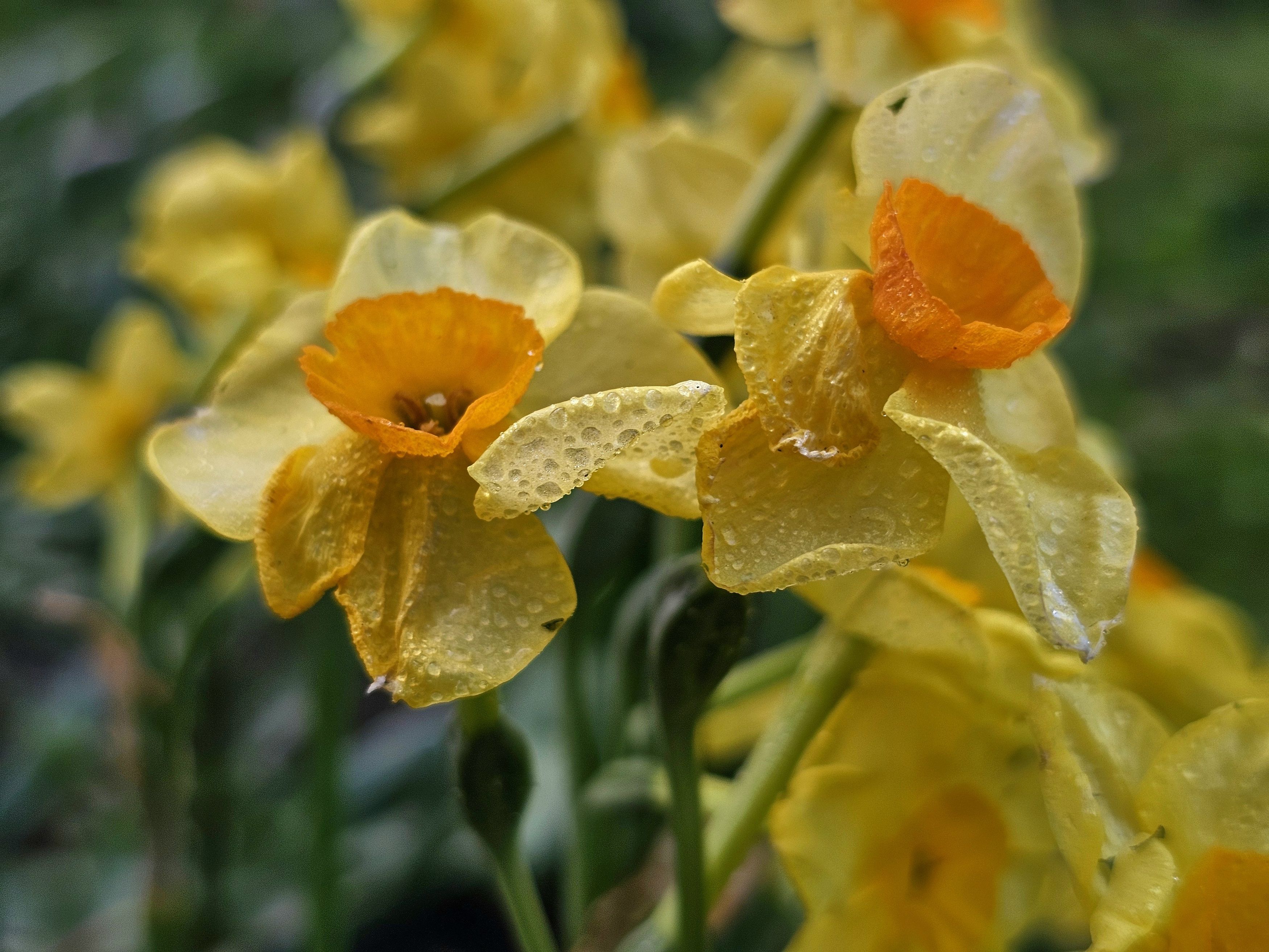 , Мария Яковлева