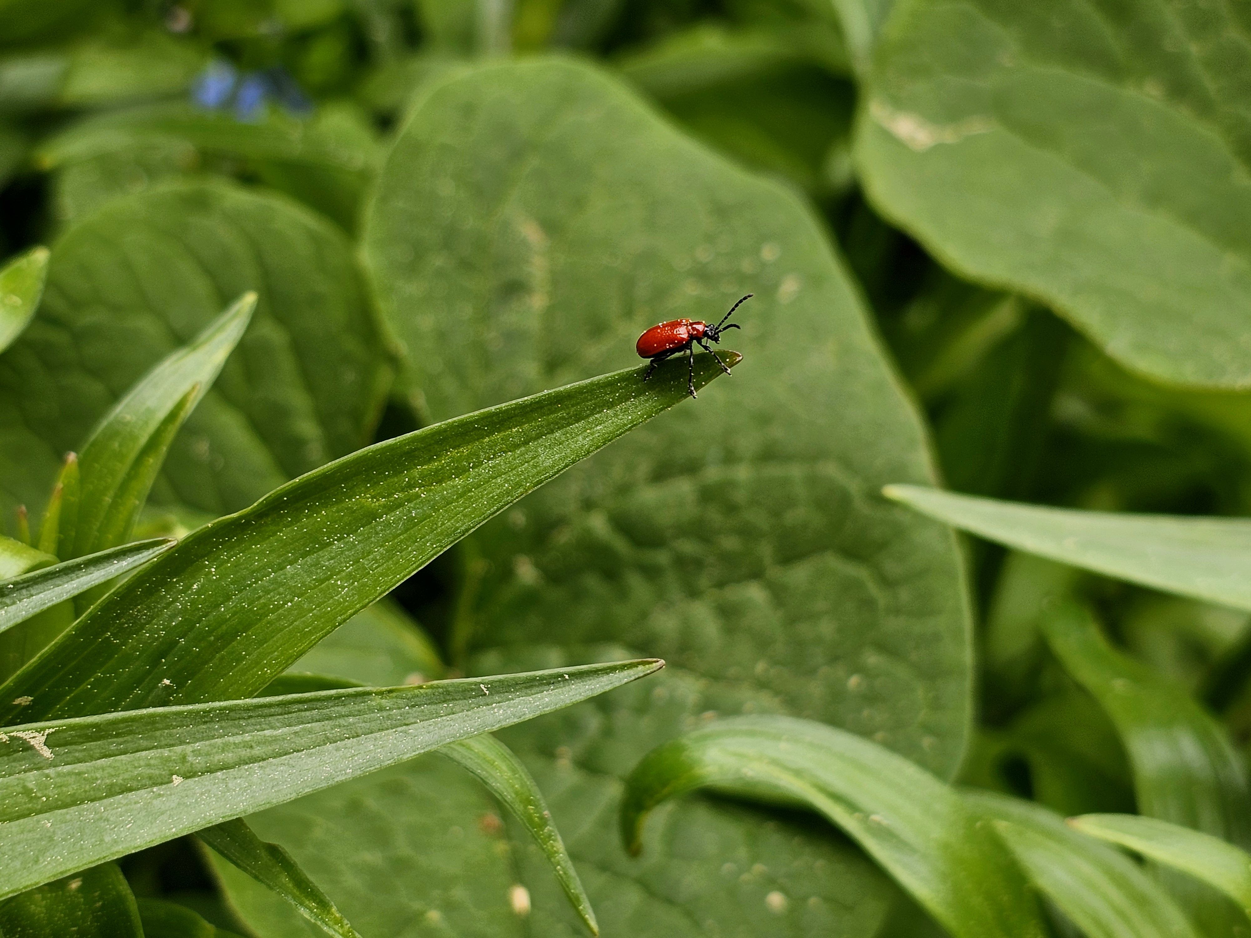 , Мария Яковлева