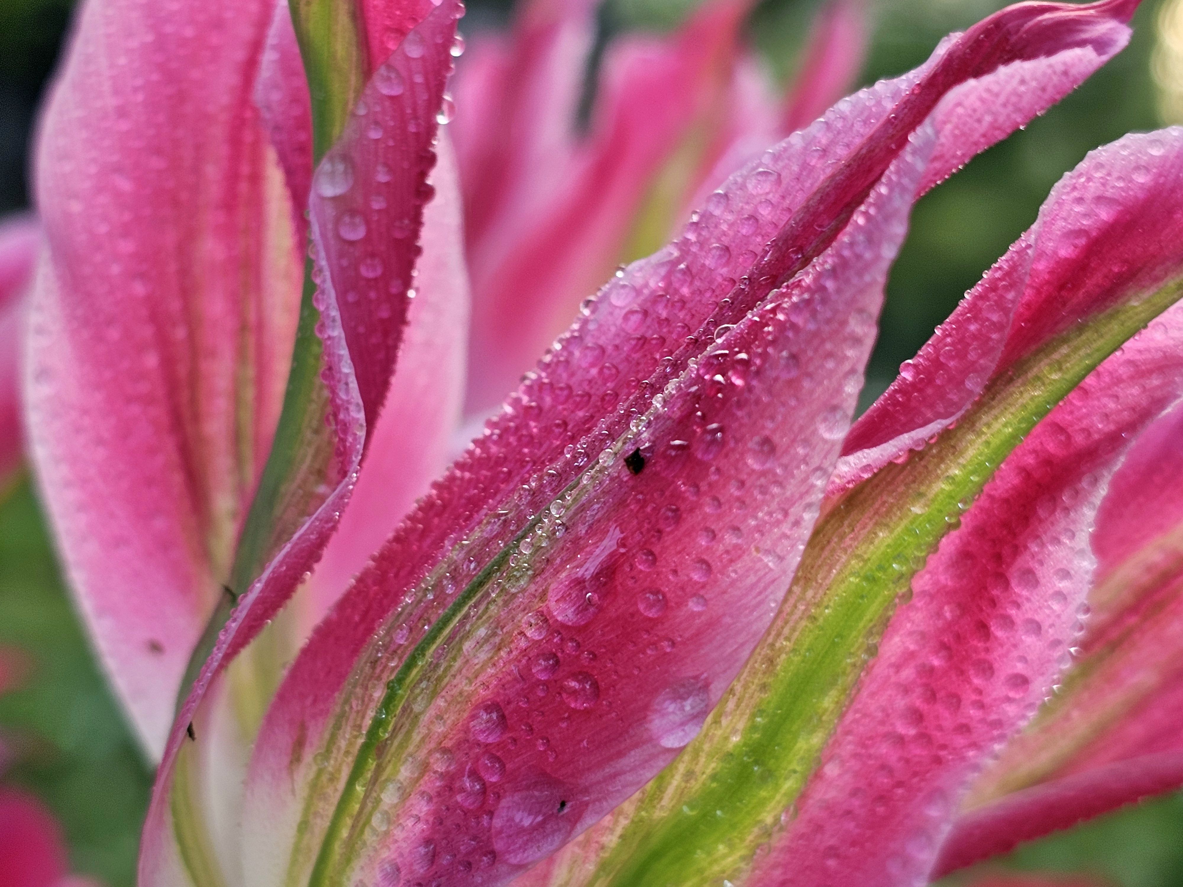 , Мария Яковлева