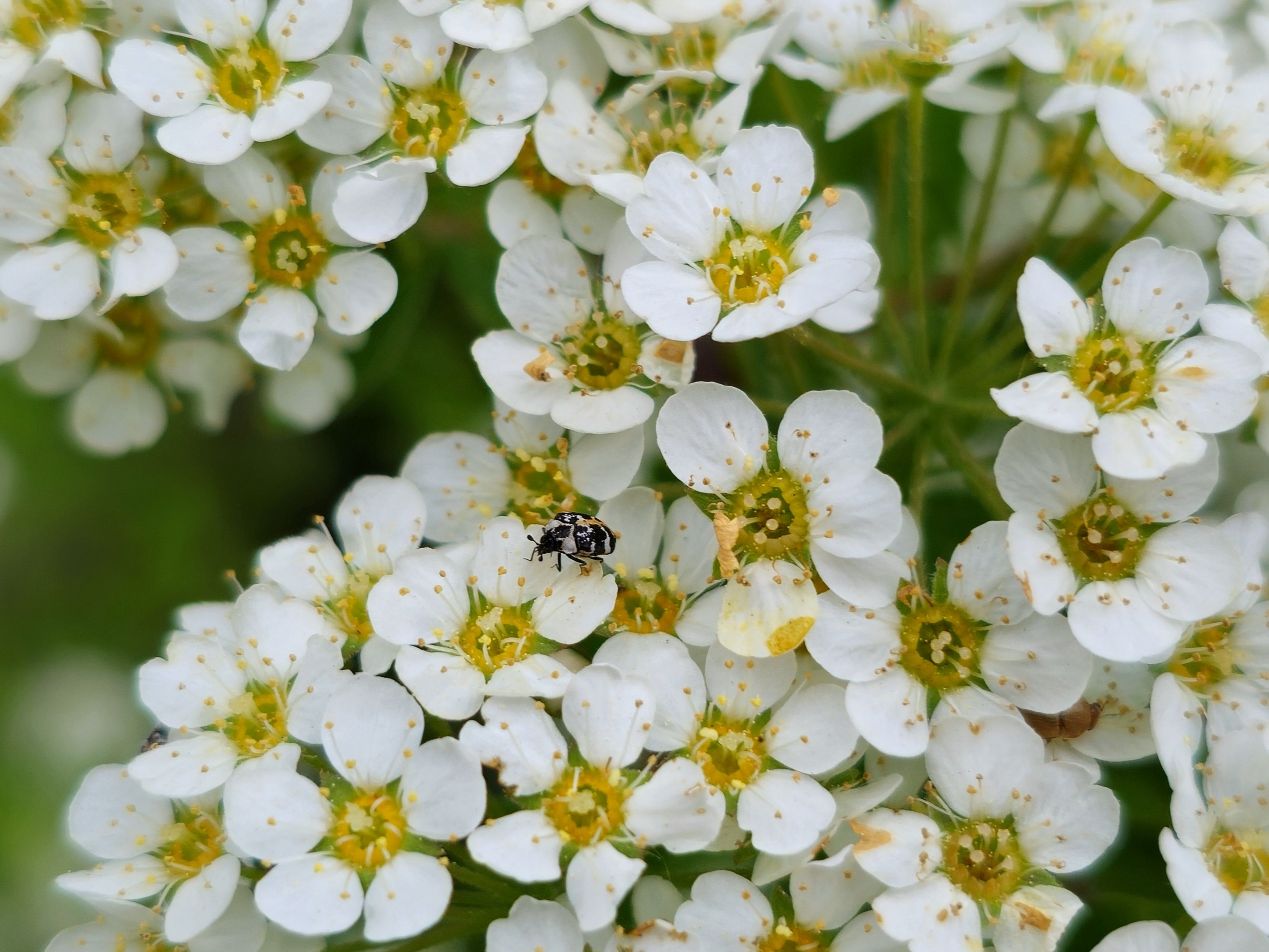 , Мария Яковлева