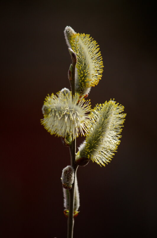 , Сергей Клапишевский