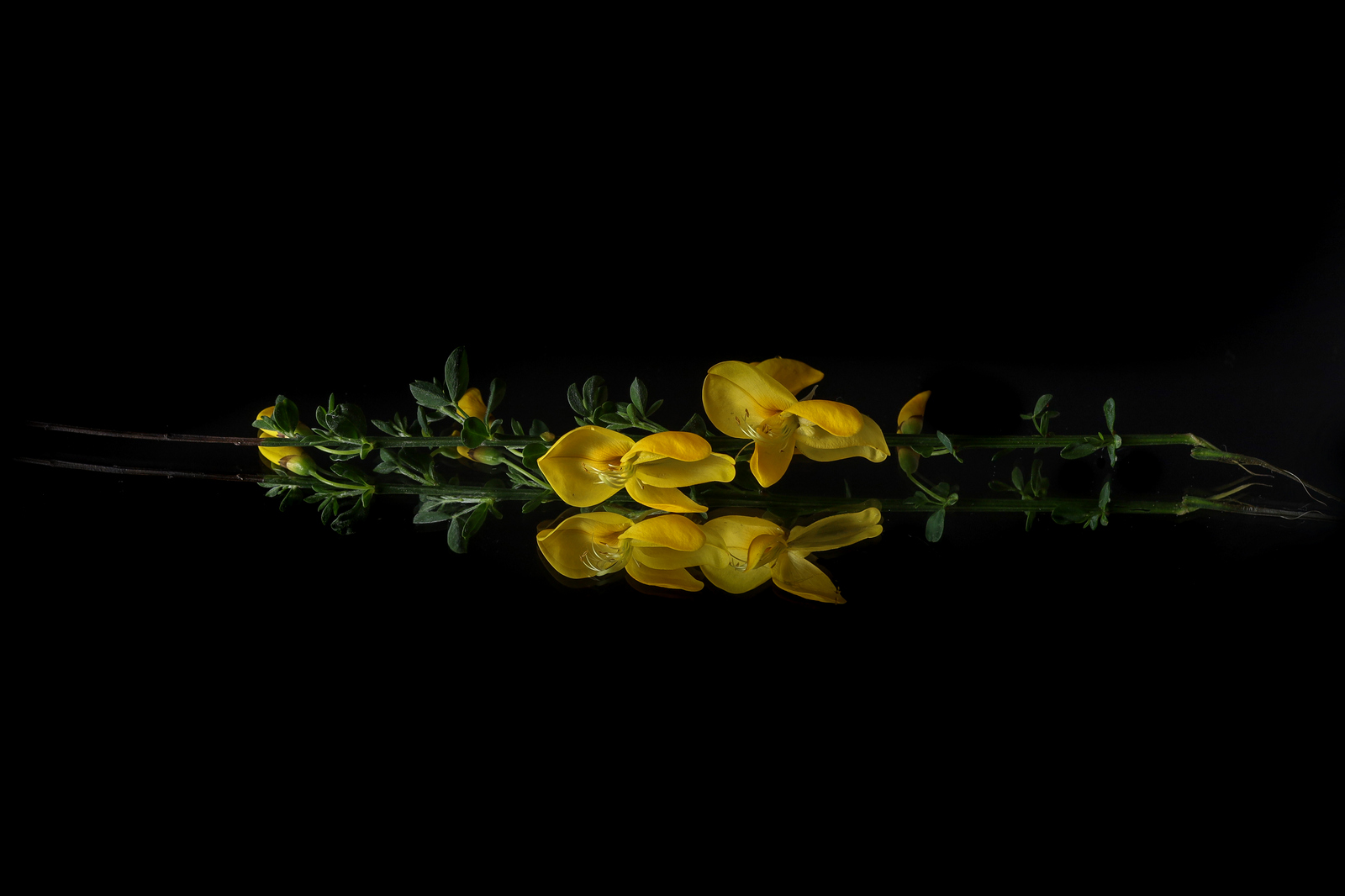 , Игорь Денисов