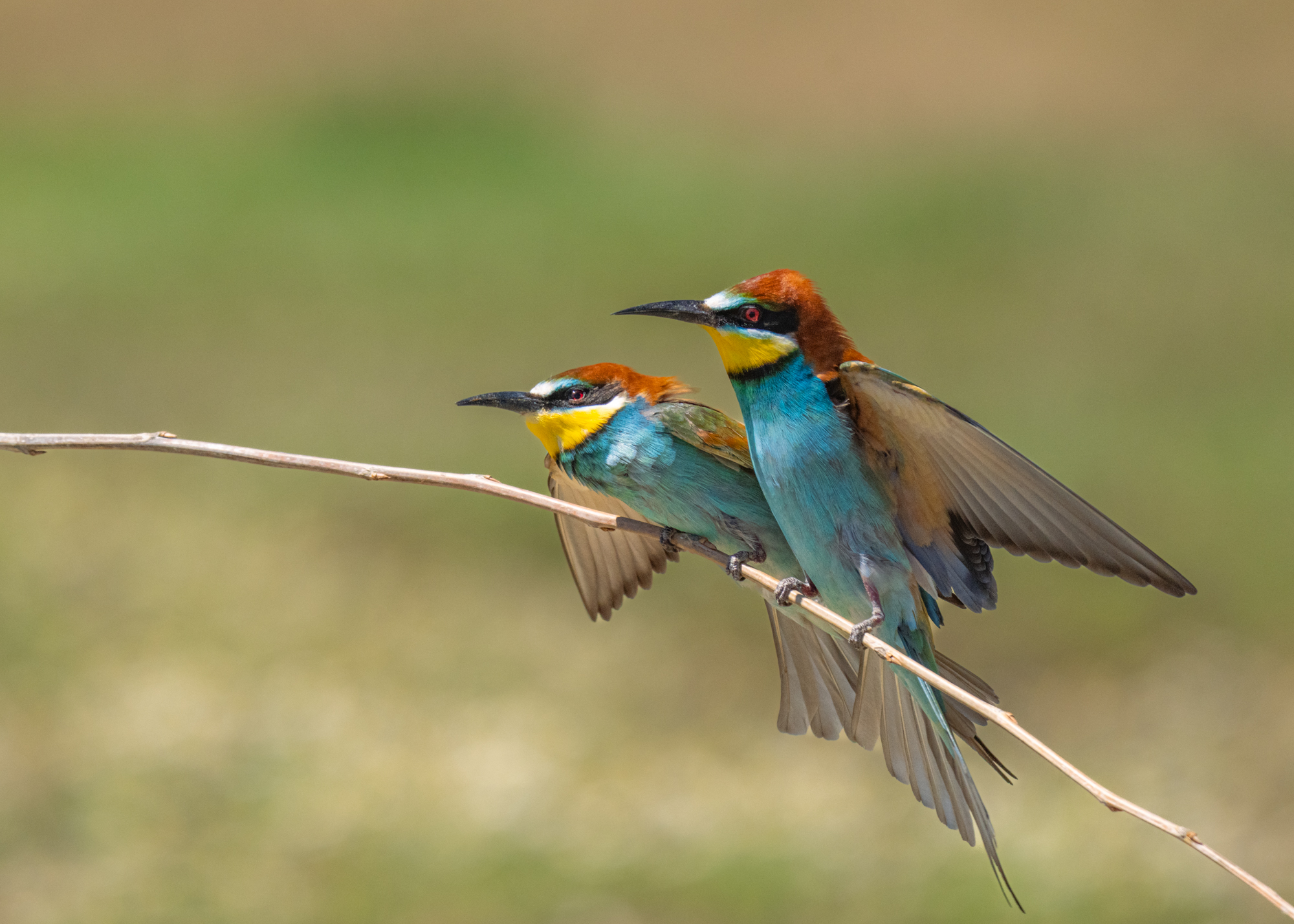 bee, eaters, birds, золотистые, щурки, пчелоедка, птицы, Оксана Дорн
