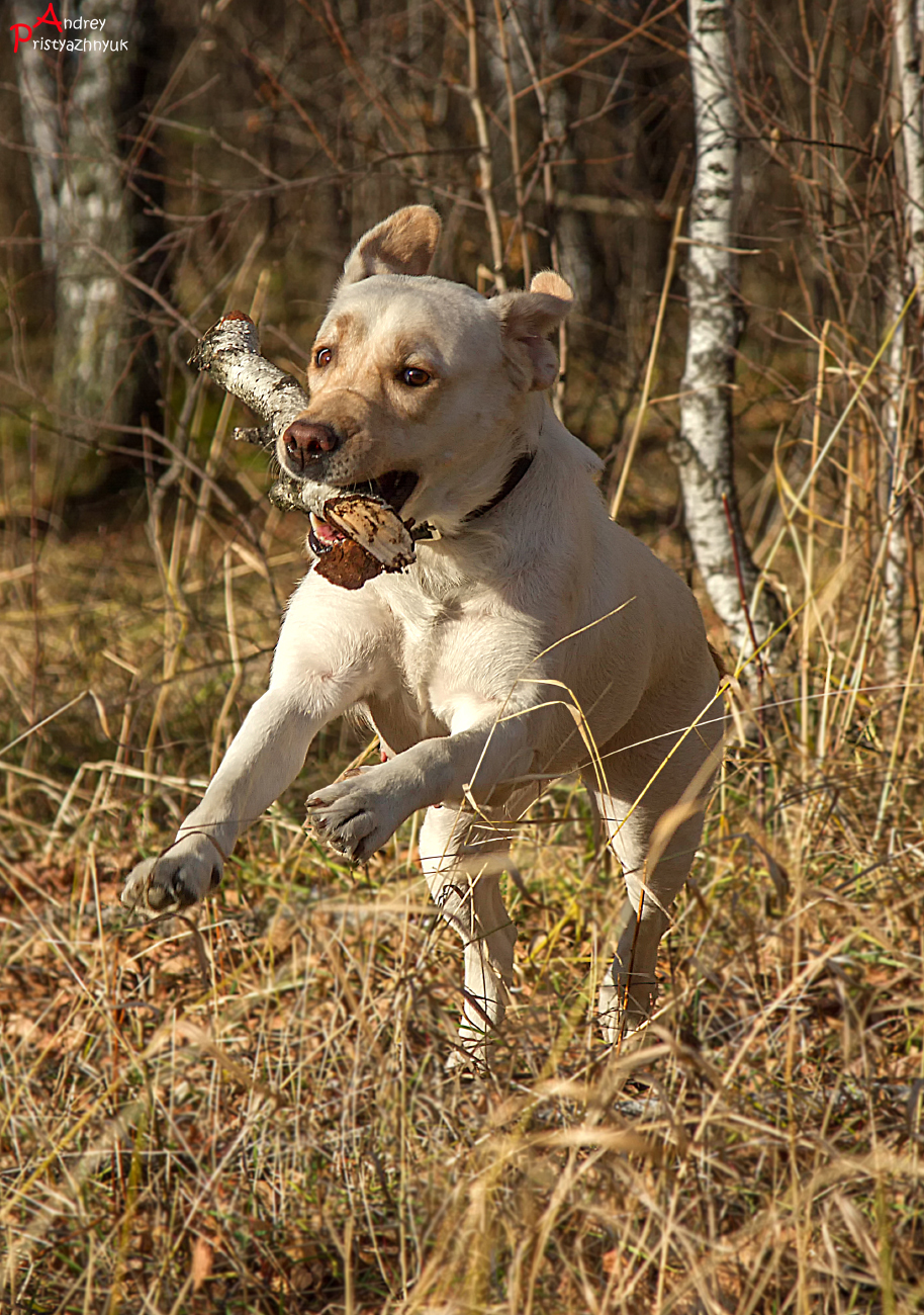 , Andrey Pristyazhnyuk