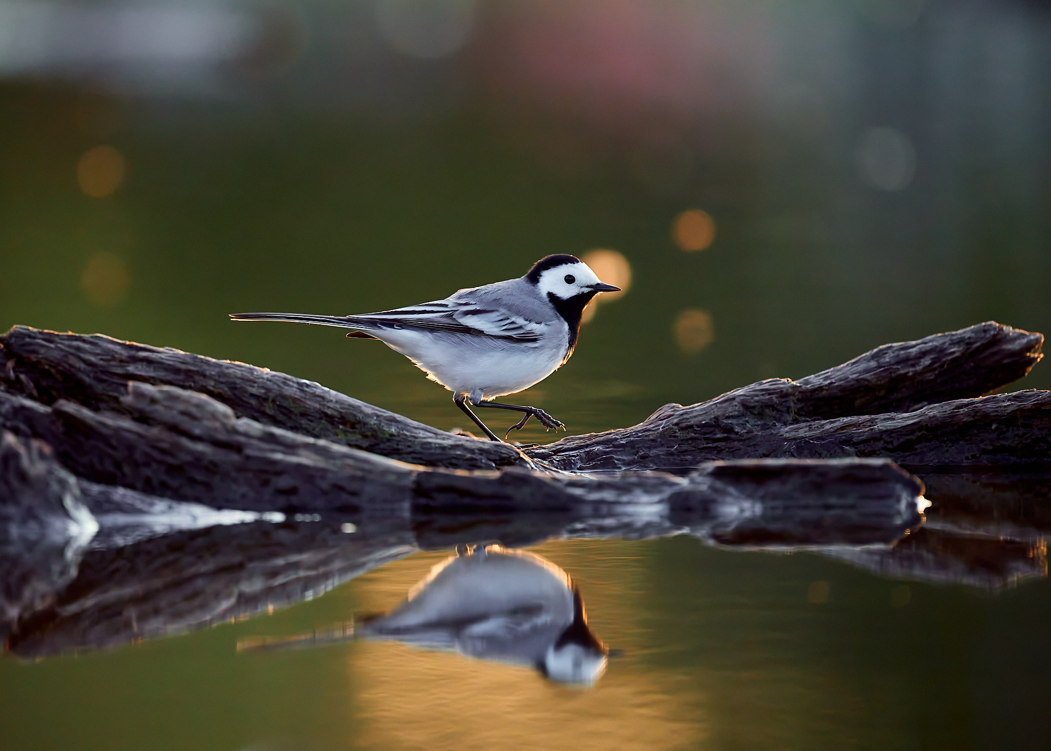 трясогузка птица отражение, Mikhail Khmelevskiy