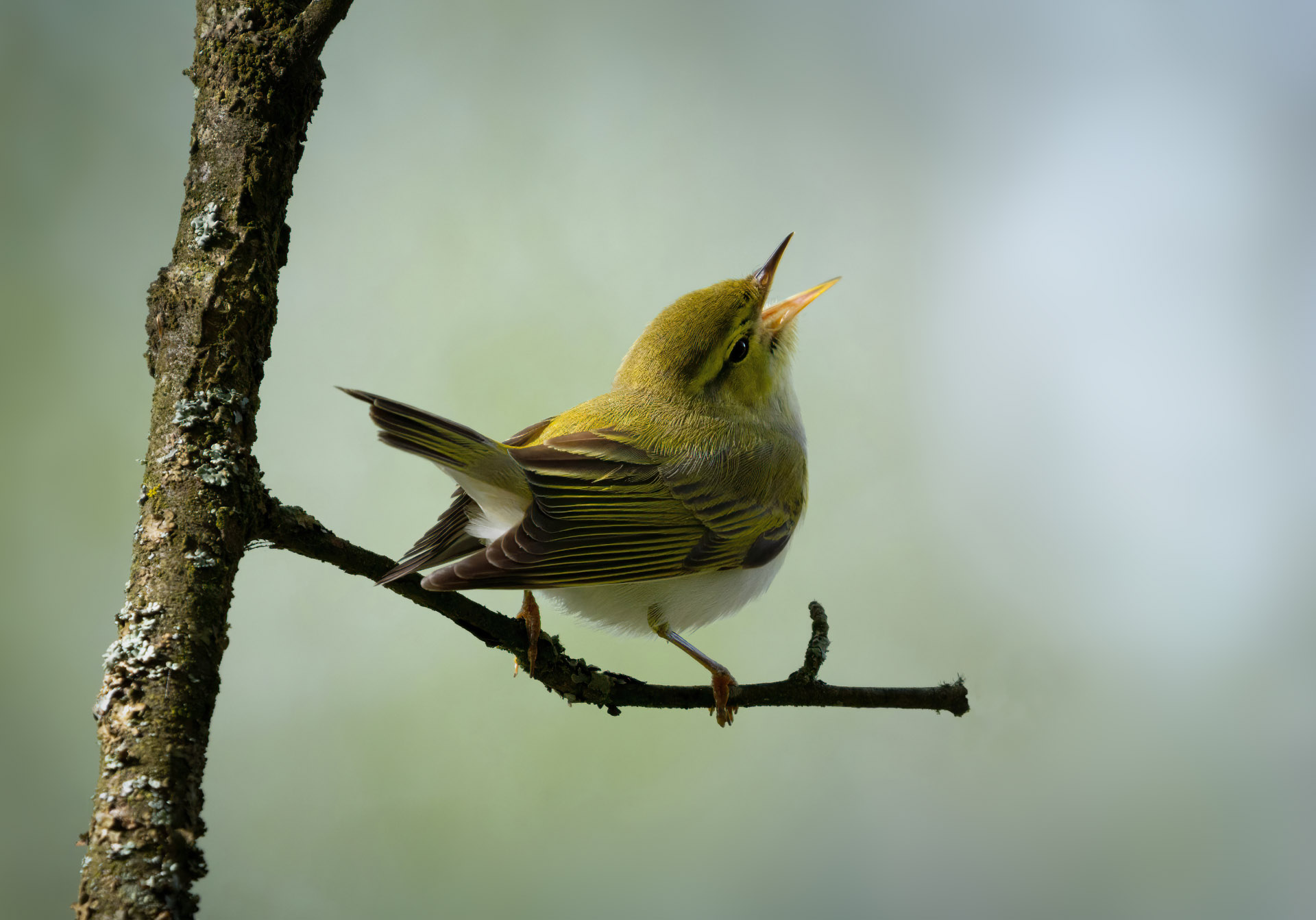, Юрий Андреев