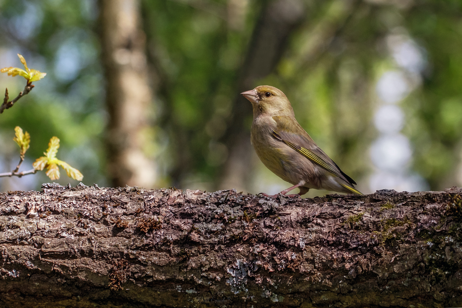 зеленушка, фотоохота, птица, Ершова Юлия