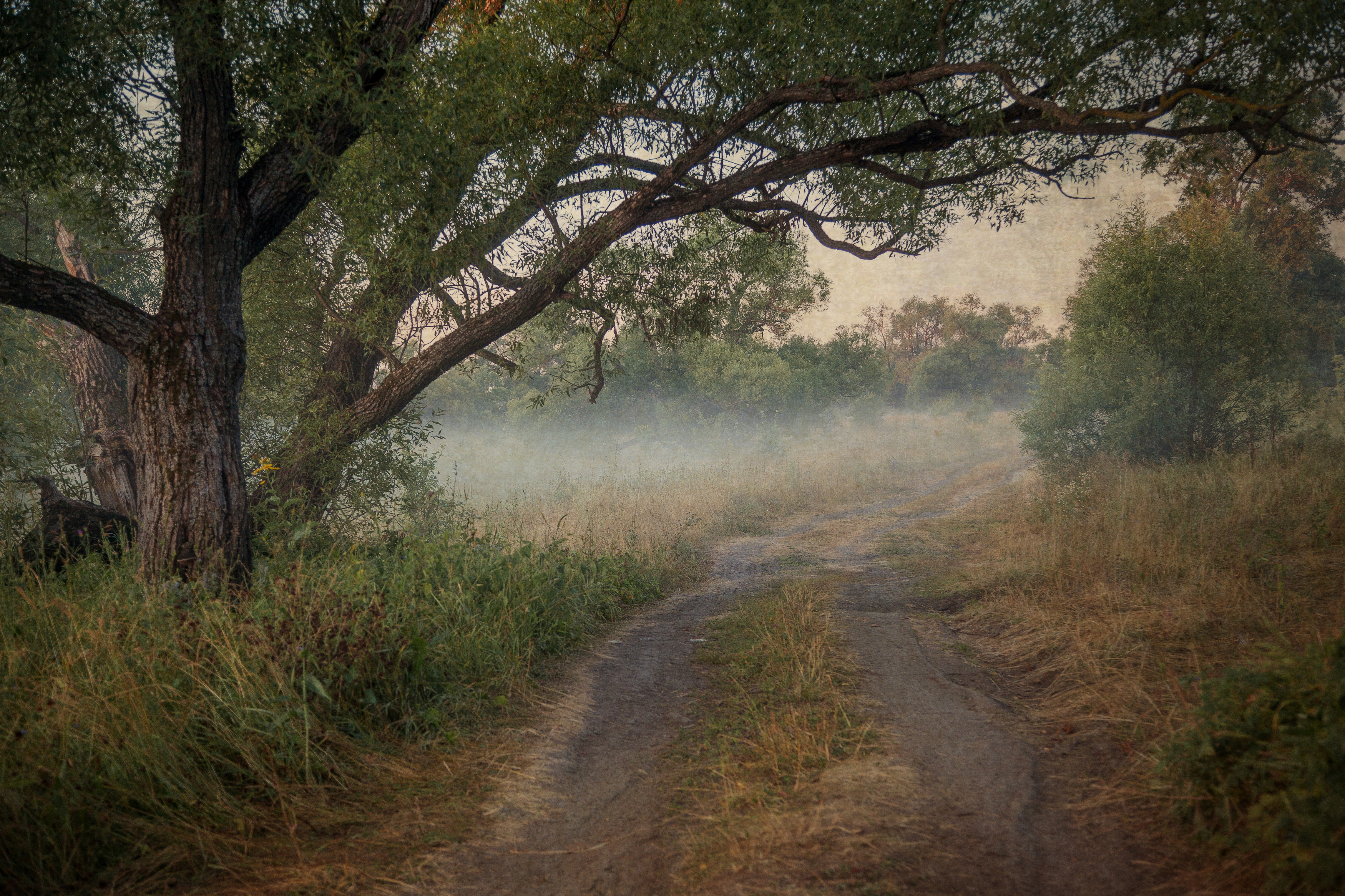 туман, утро, Сагдиева Эльвира