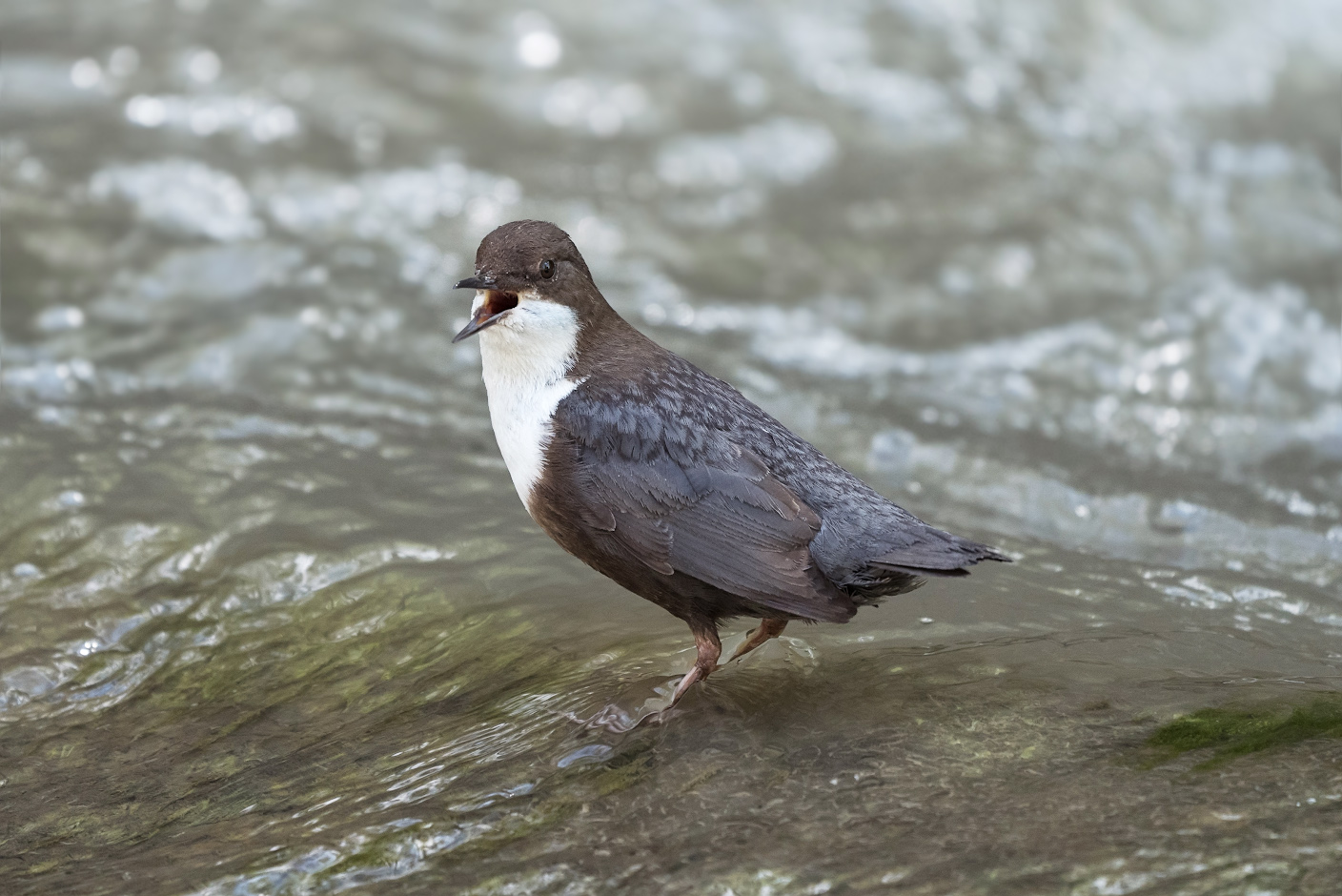 горная, река., птица., оляпка., Александр Смолкин