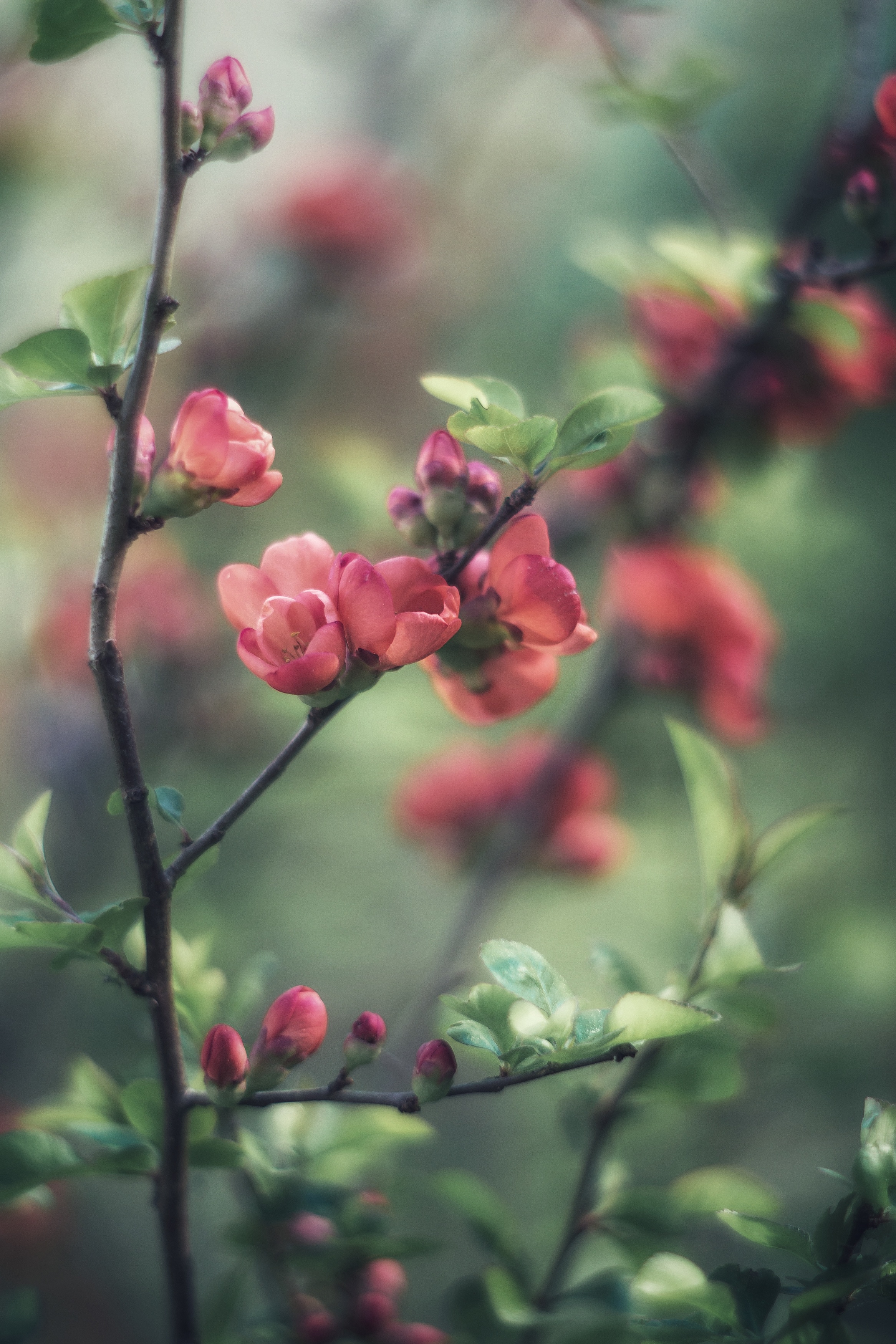 , Обидина Мария