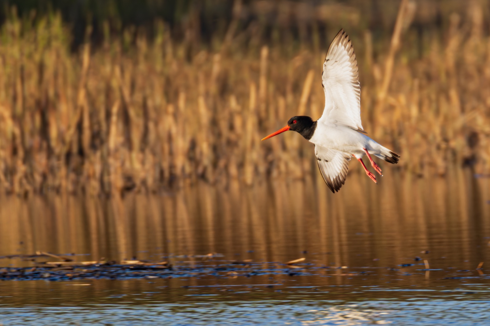 кулик-сорока, кулик сорока, кулик, птицы, Руслан Pl