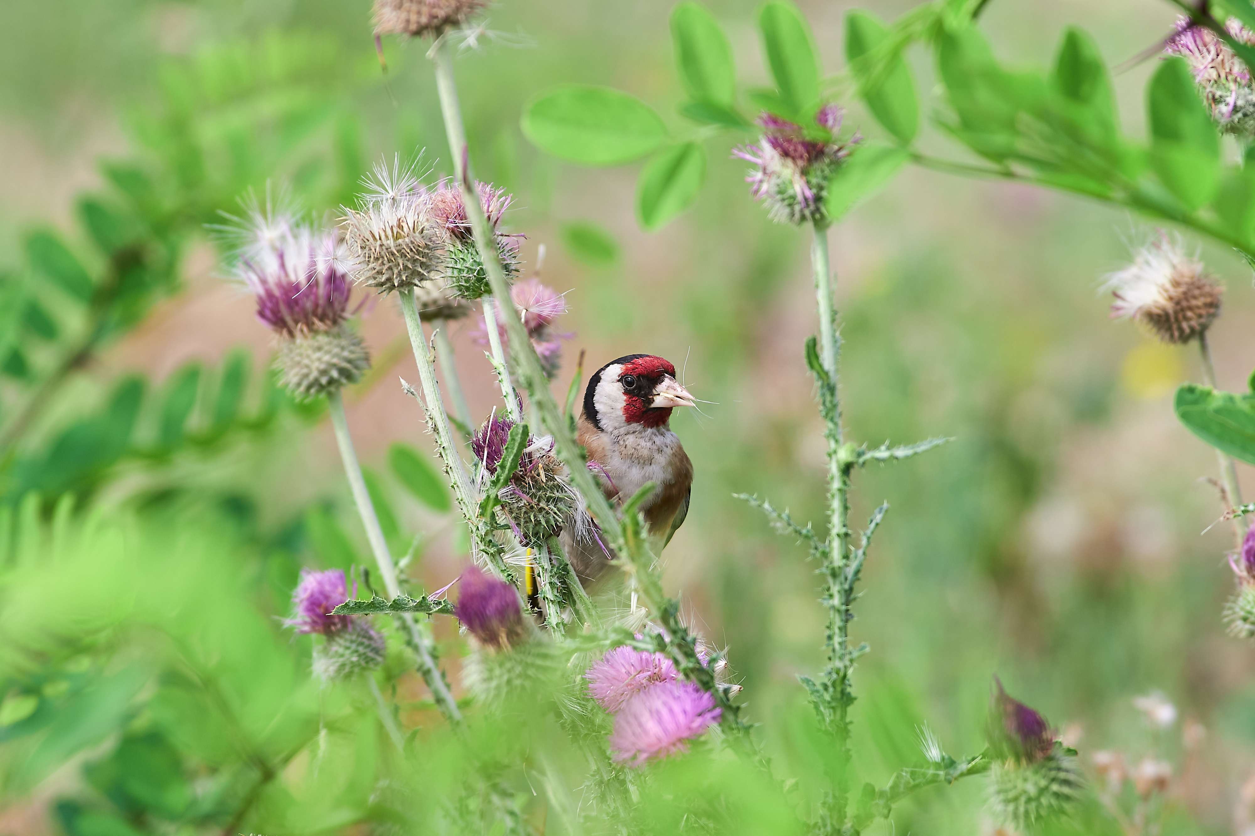 birds, birdswatching, volgograd, russia, wildlife, , Павел Сторчилов