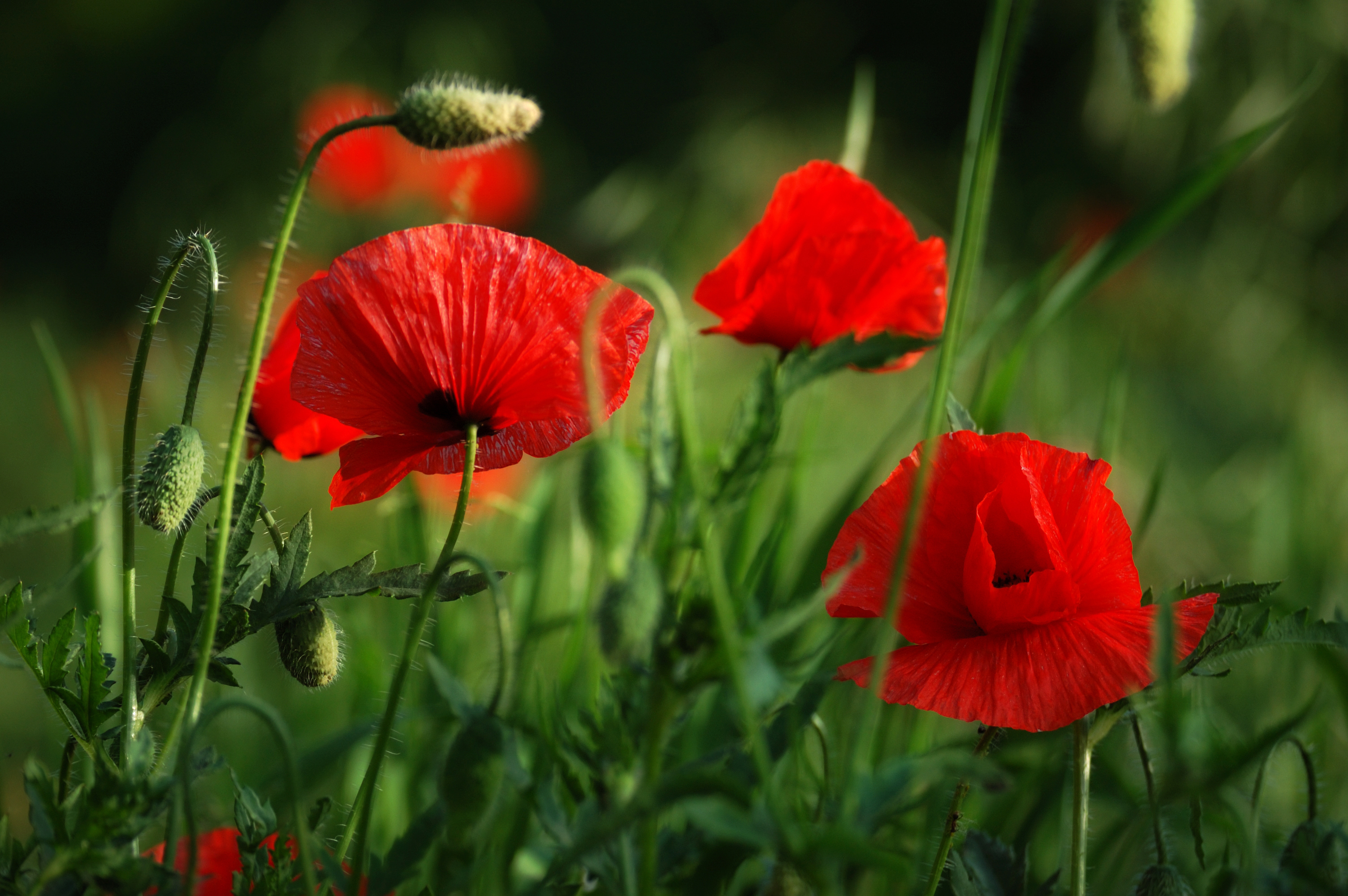 , Сергей Тихомиров