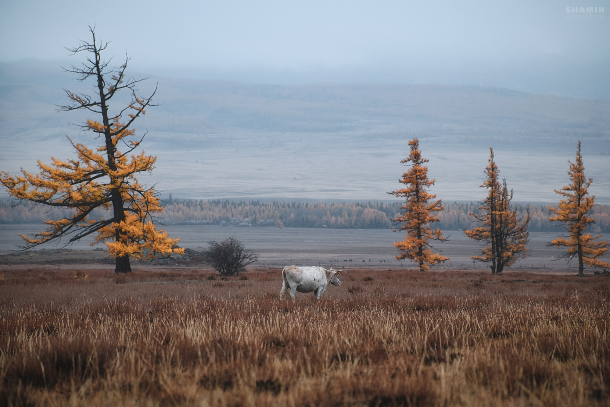 , Константин Шамин