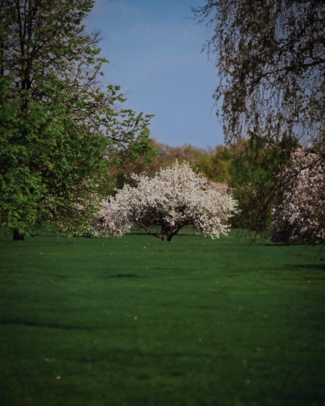 пейзаж, landscape, nature, природа, весна, spring, цветы, flowers, Julia Kaissa