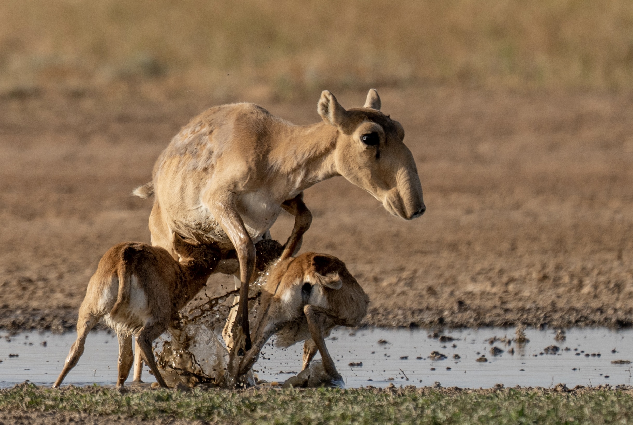 , Владимир Цветов
