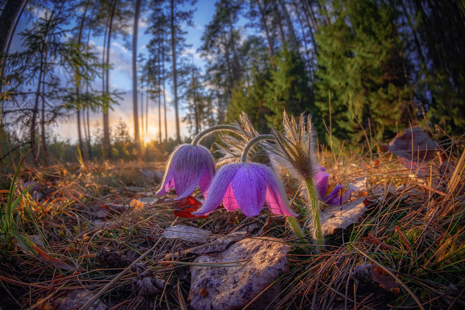 сон-трава. прострел, весна, лес, солнце, цветы, Марина Мурашова