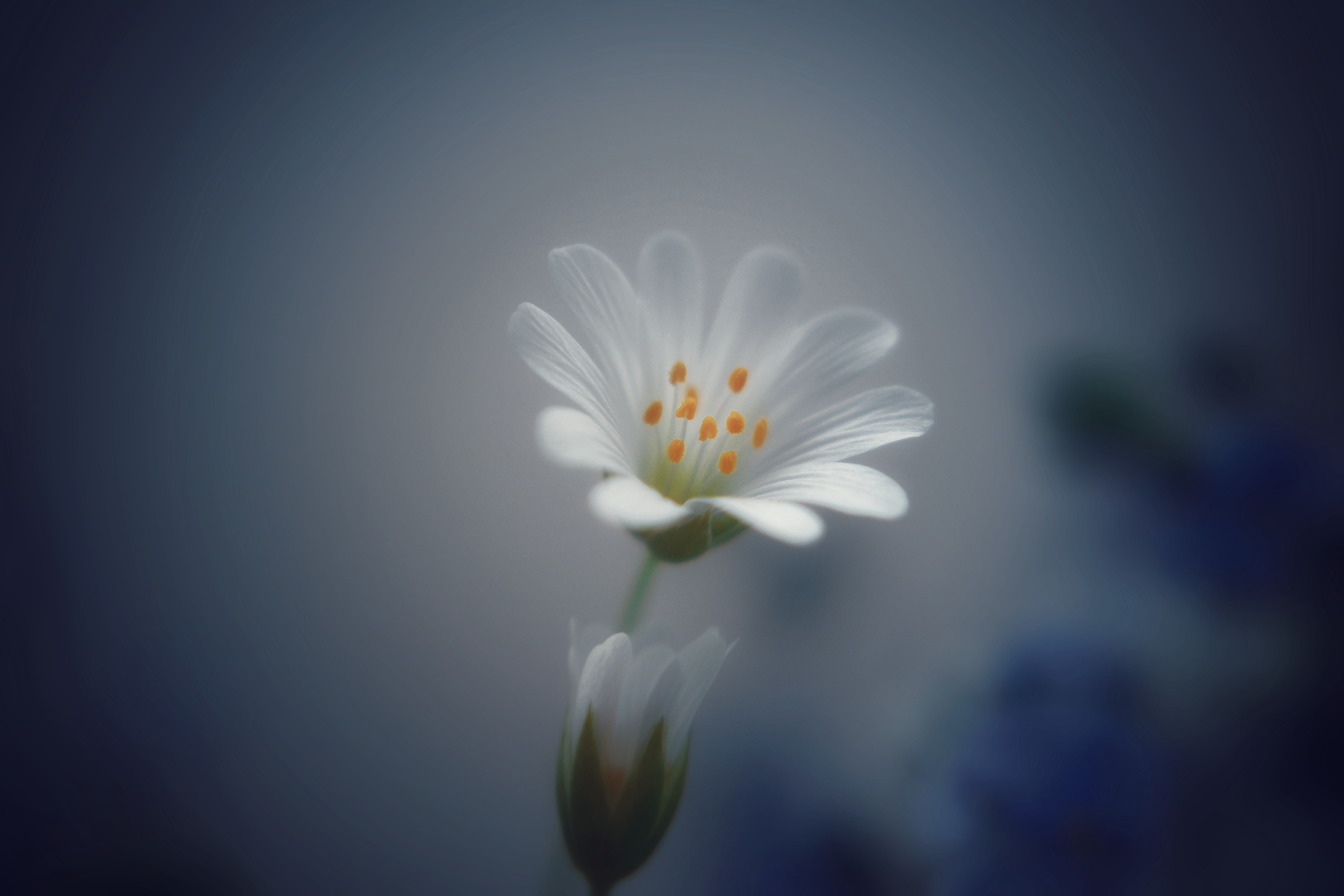 , Юлияна Стоянова