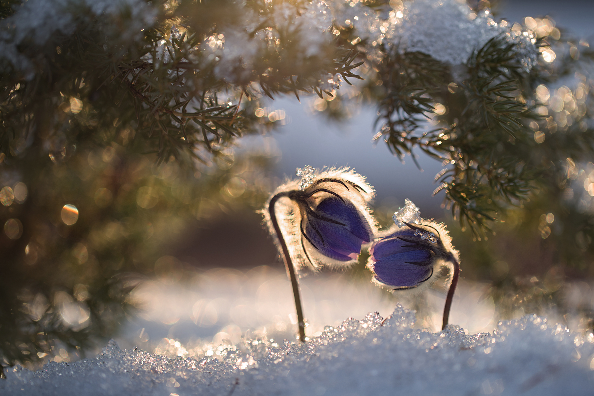 нерюнгри, прострел, сон-трава, растениялевиной, якутия, женялевина, евгениялевина, май, весна, Евгения Левина