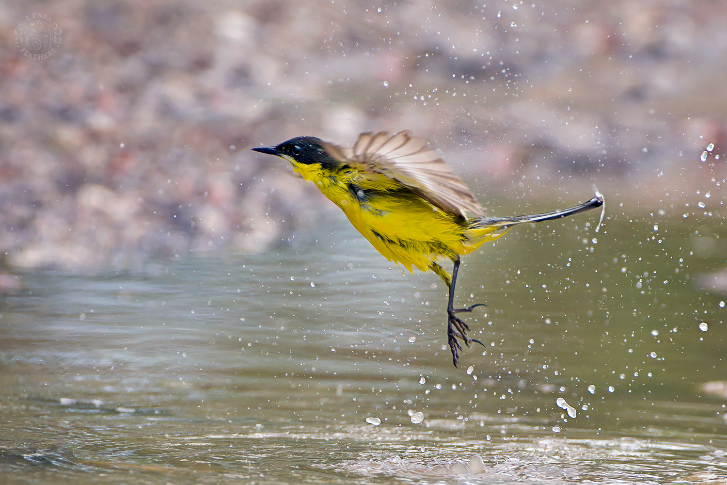 , Евгени Стефанов