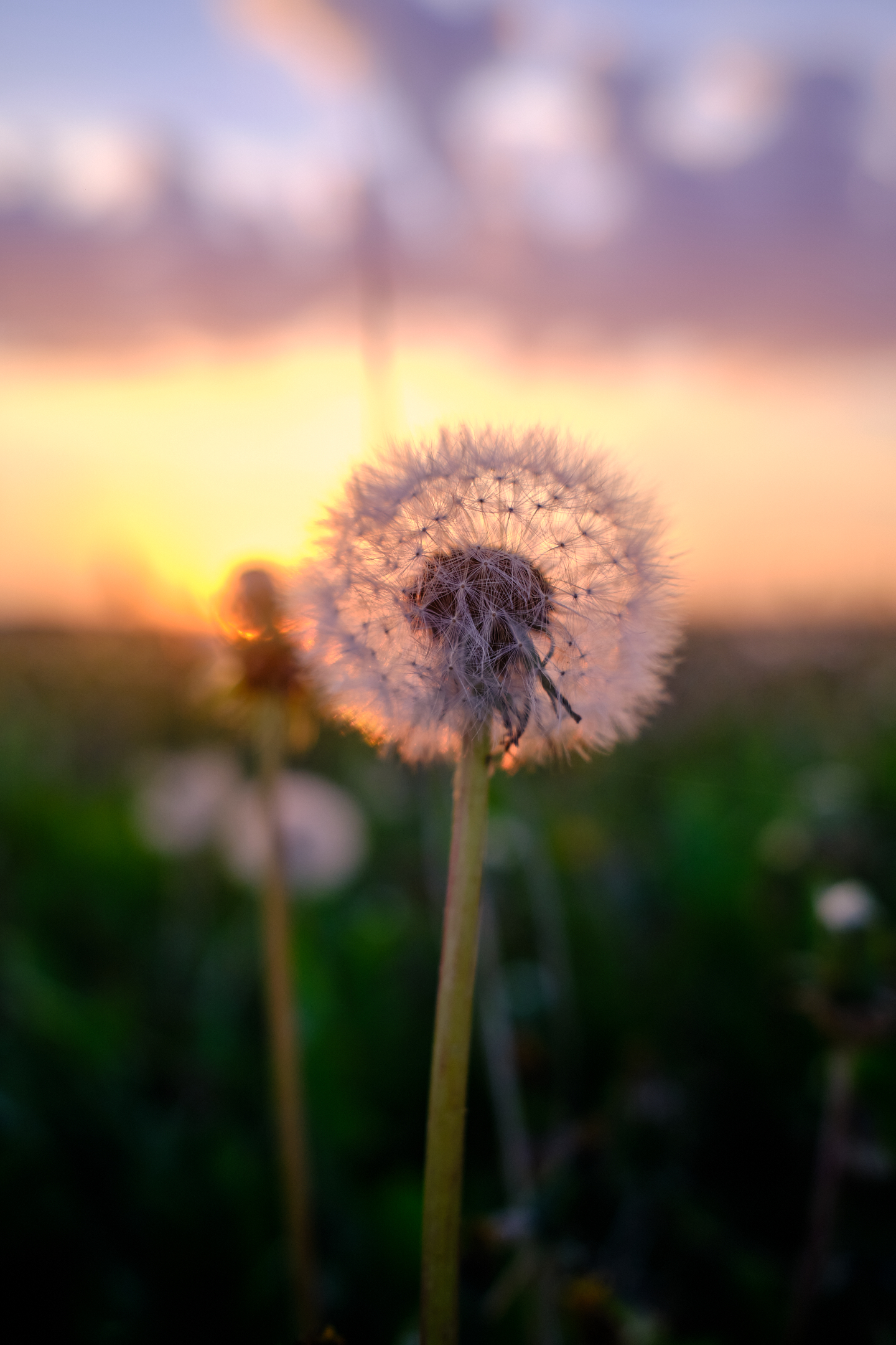 , Дыбов Дмитрий