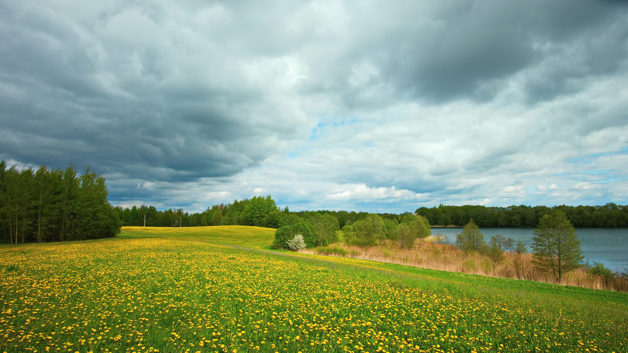 май, луг, одуванчики, яблоня, озеро, пушкари, беларусь, Виктор Гурков