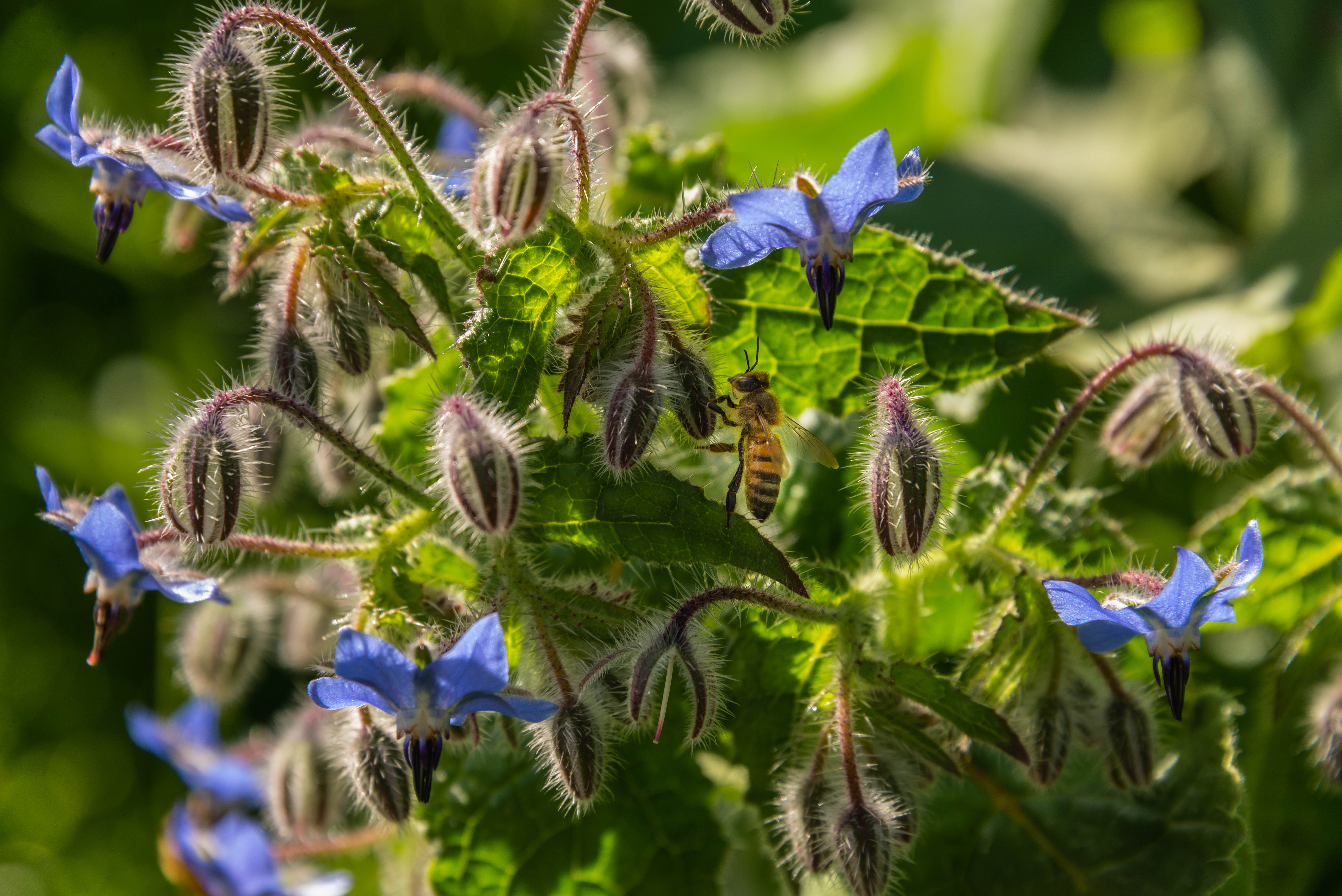 , Vladimir Bragilevsky