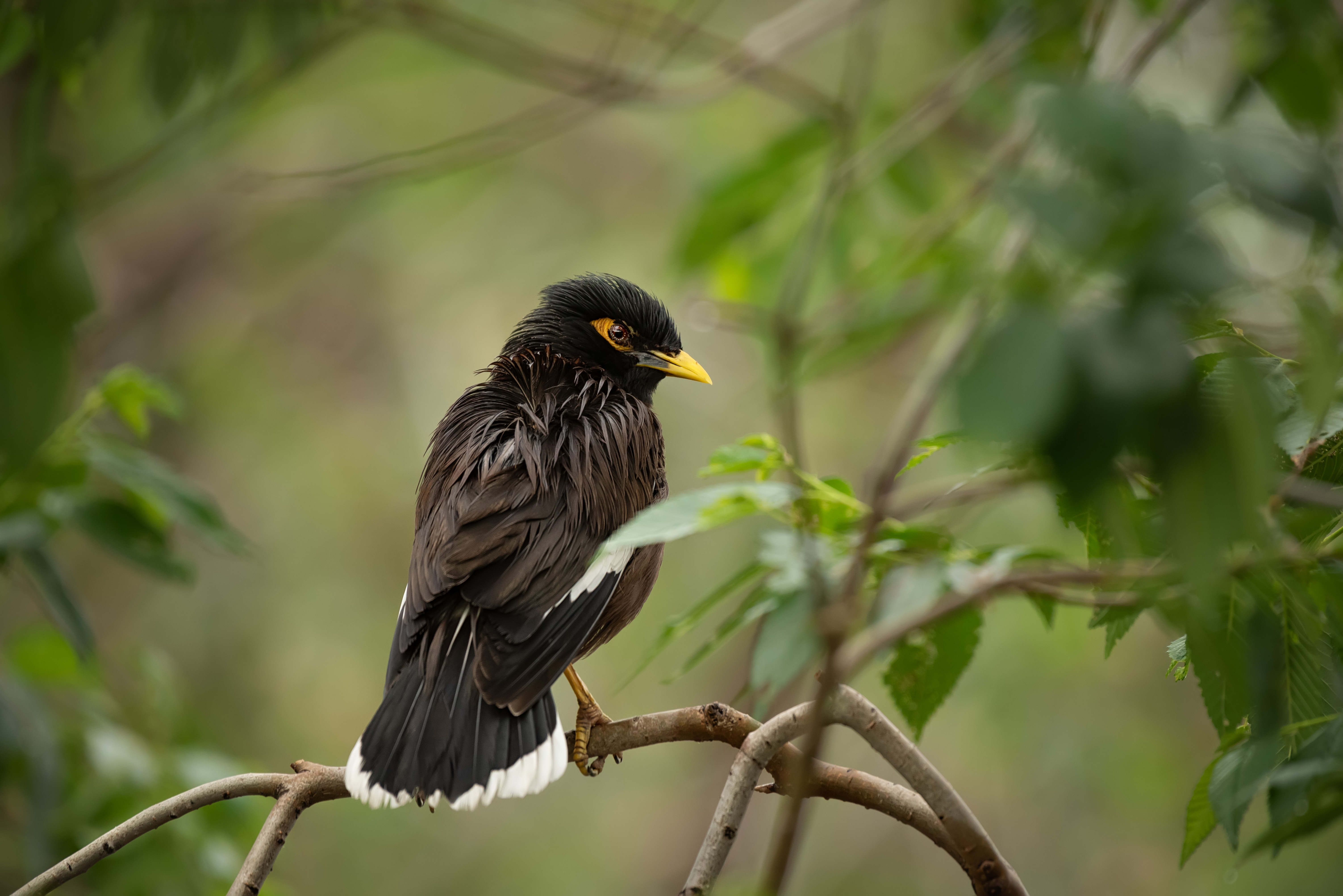 , Рагинская Ольга