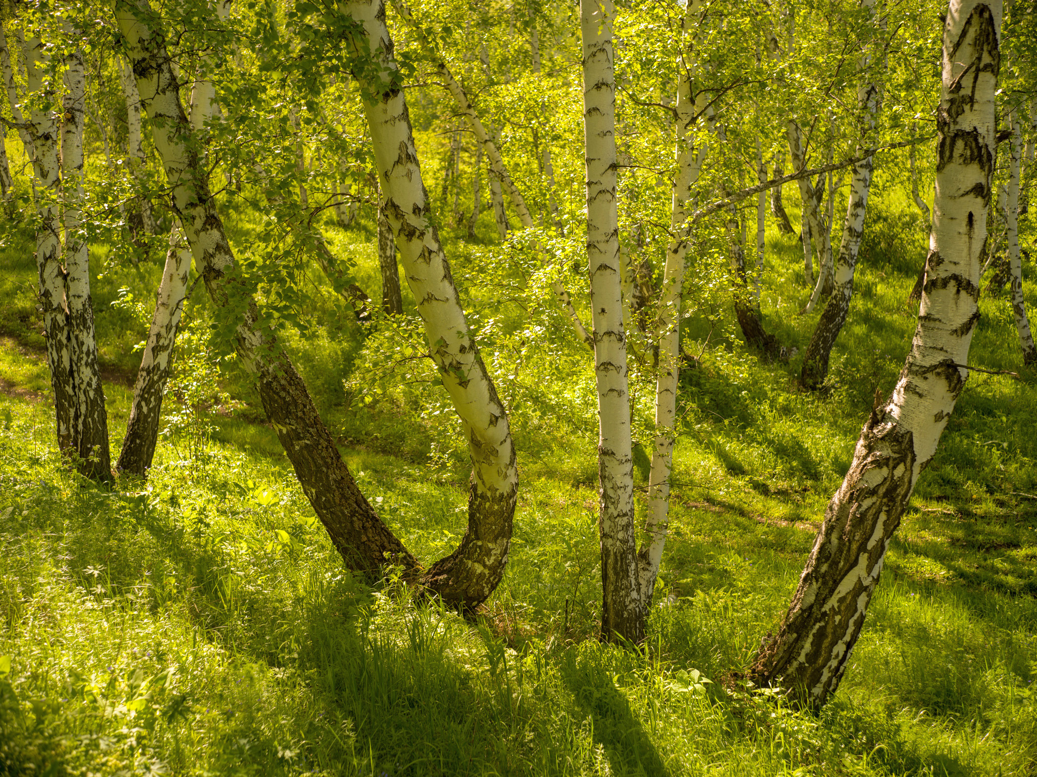 гелиос, 44-2, Шустиков Дмитрий