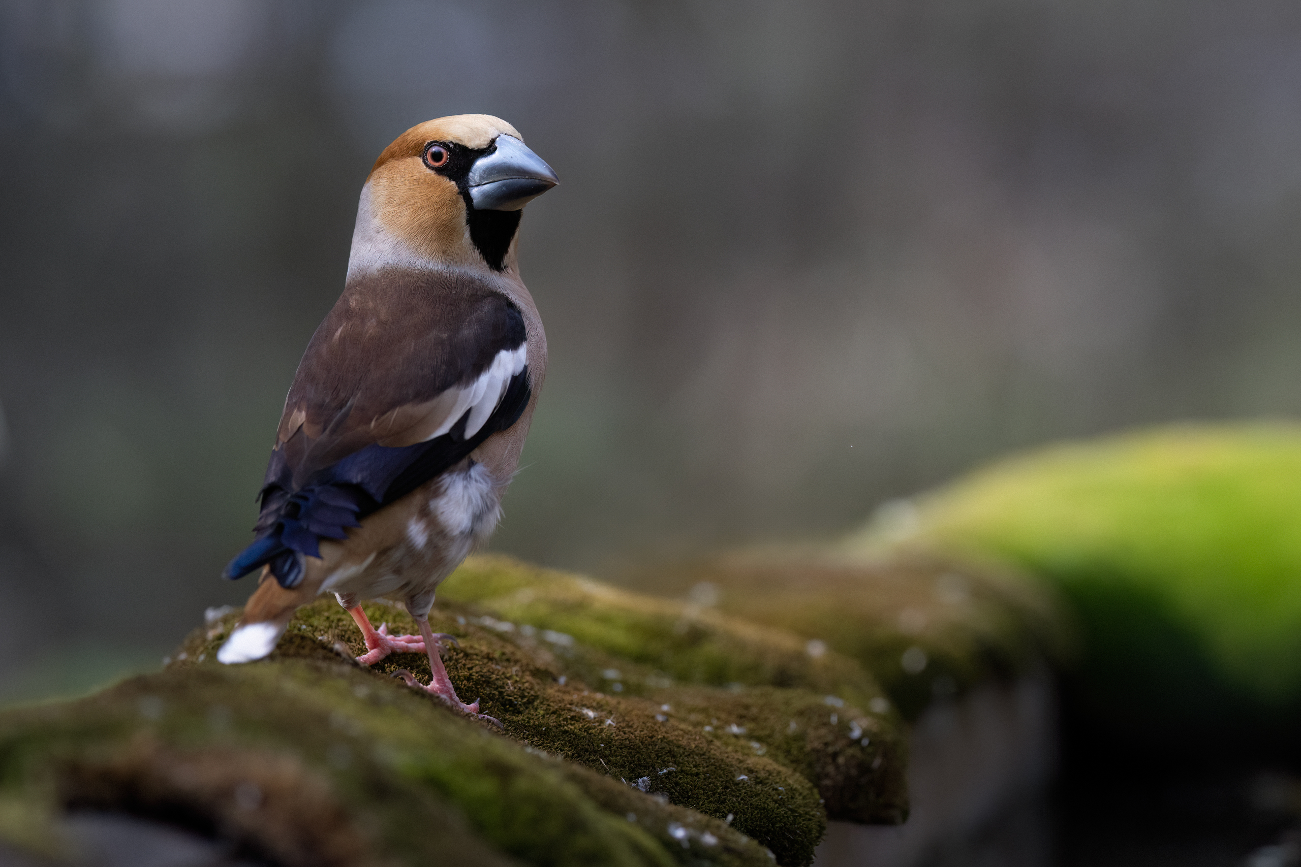 , Марат Кучкаев