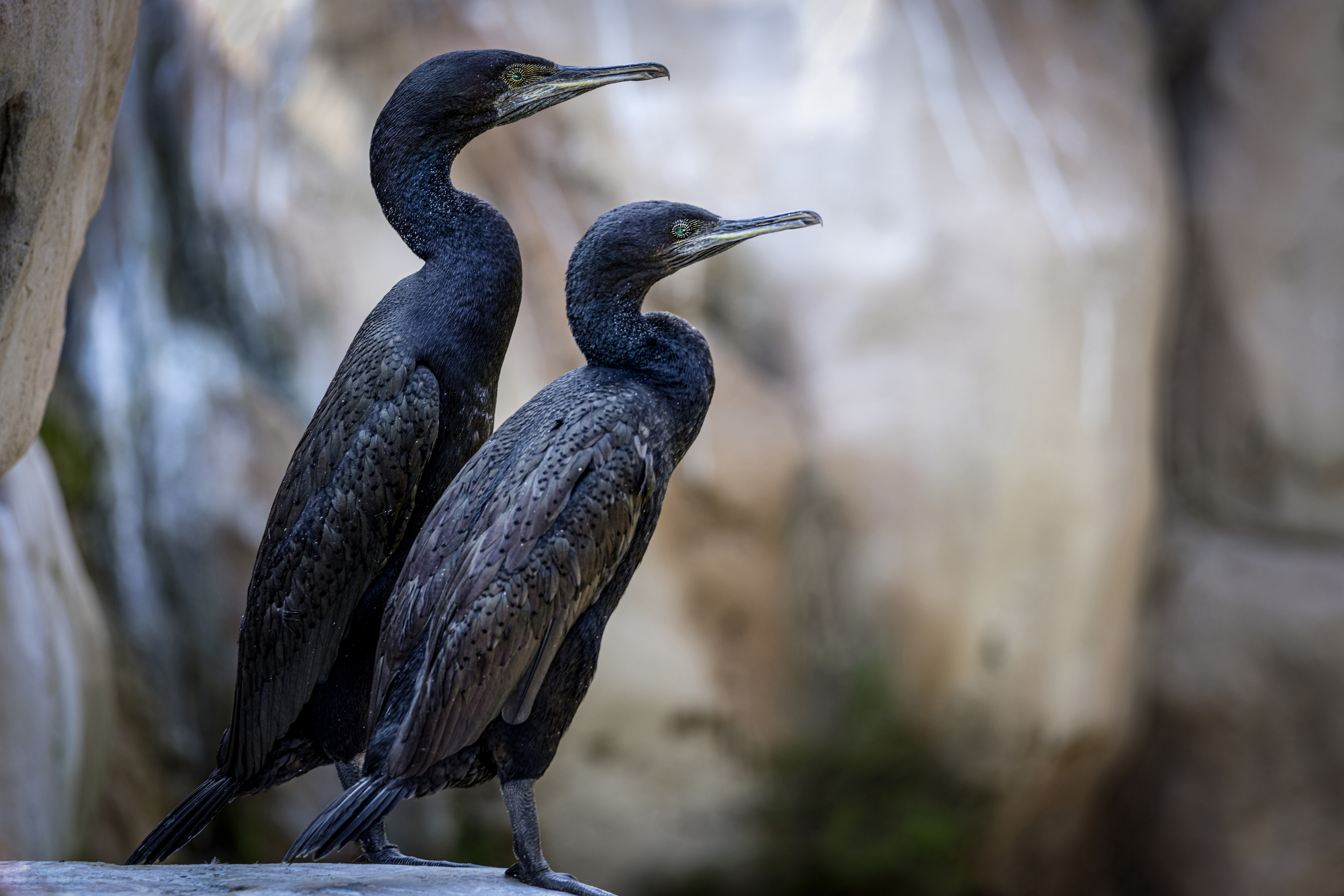 корморан, Татьяна Горбачева Маментьева