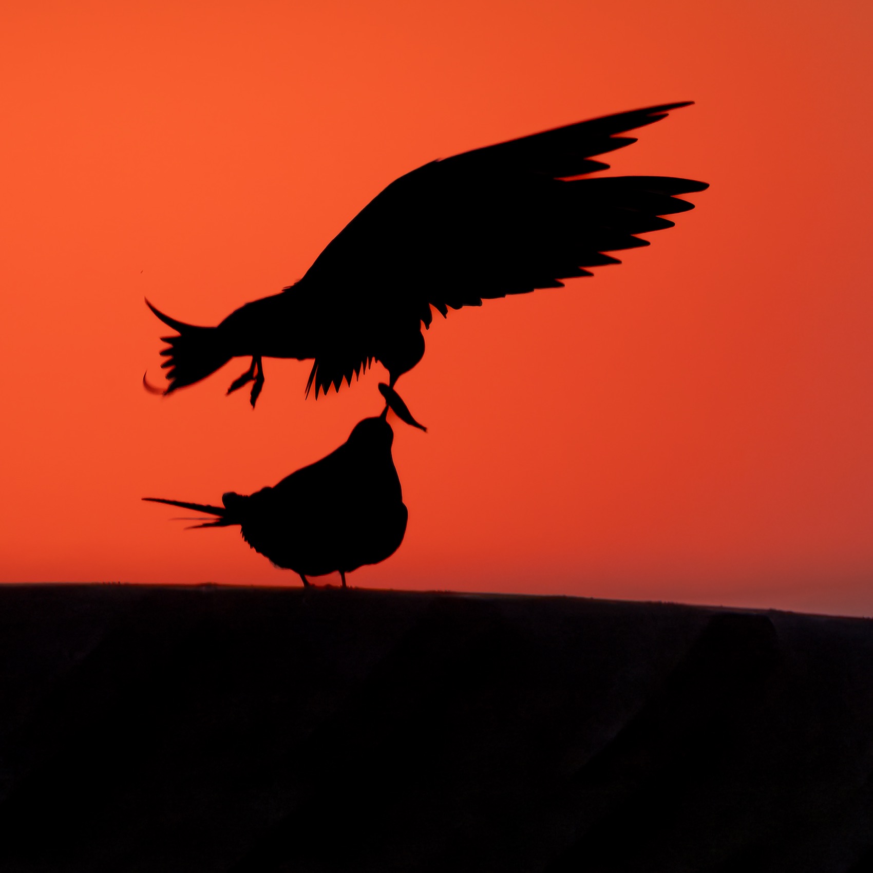 закат, финский залив, чайки, речная крачка, Руслан Pl