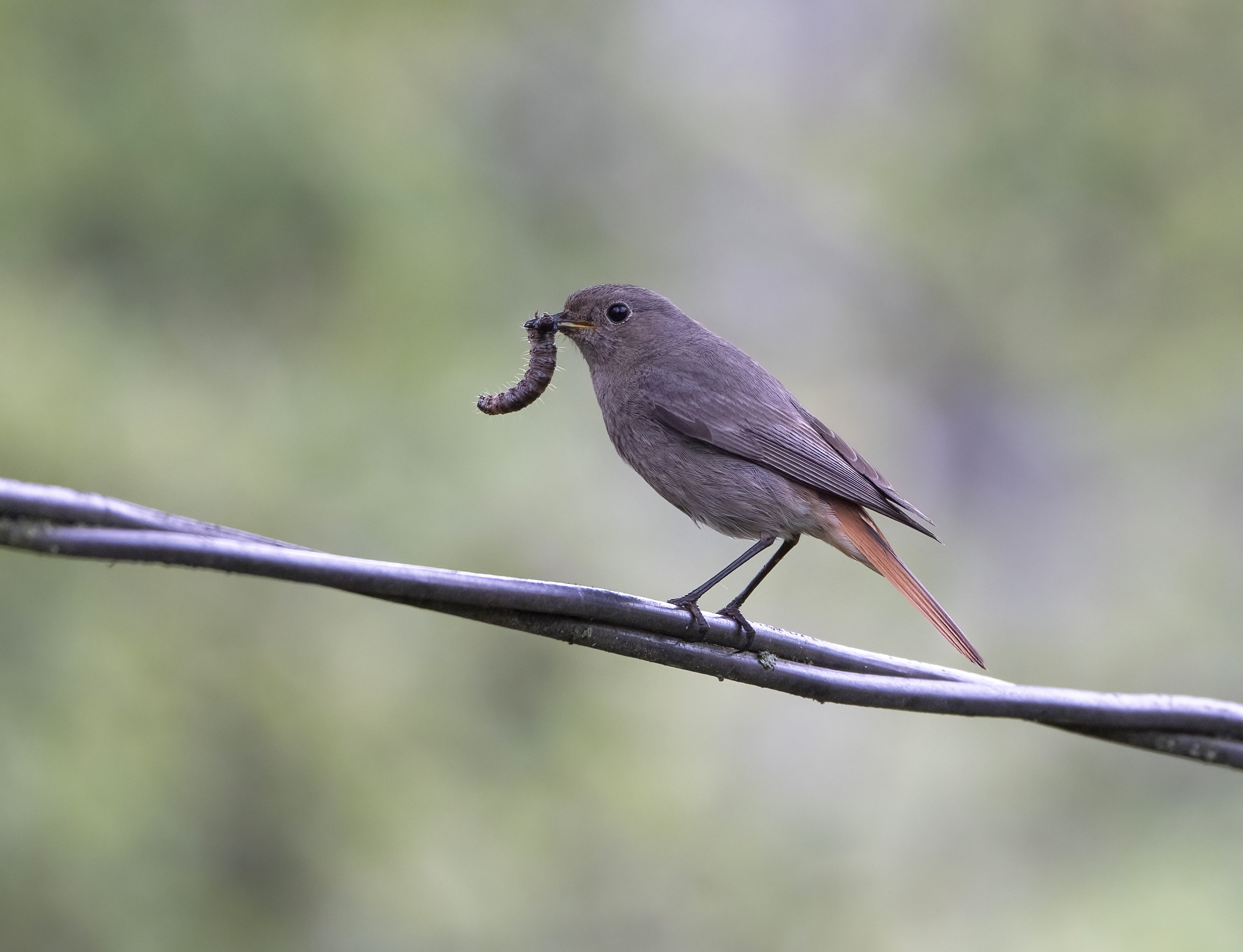 птицы,природа, весна, Андрей Киселёв