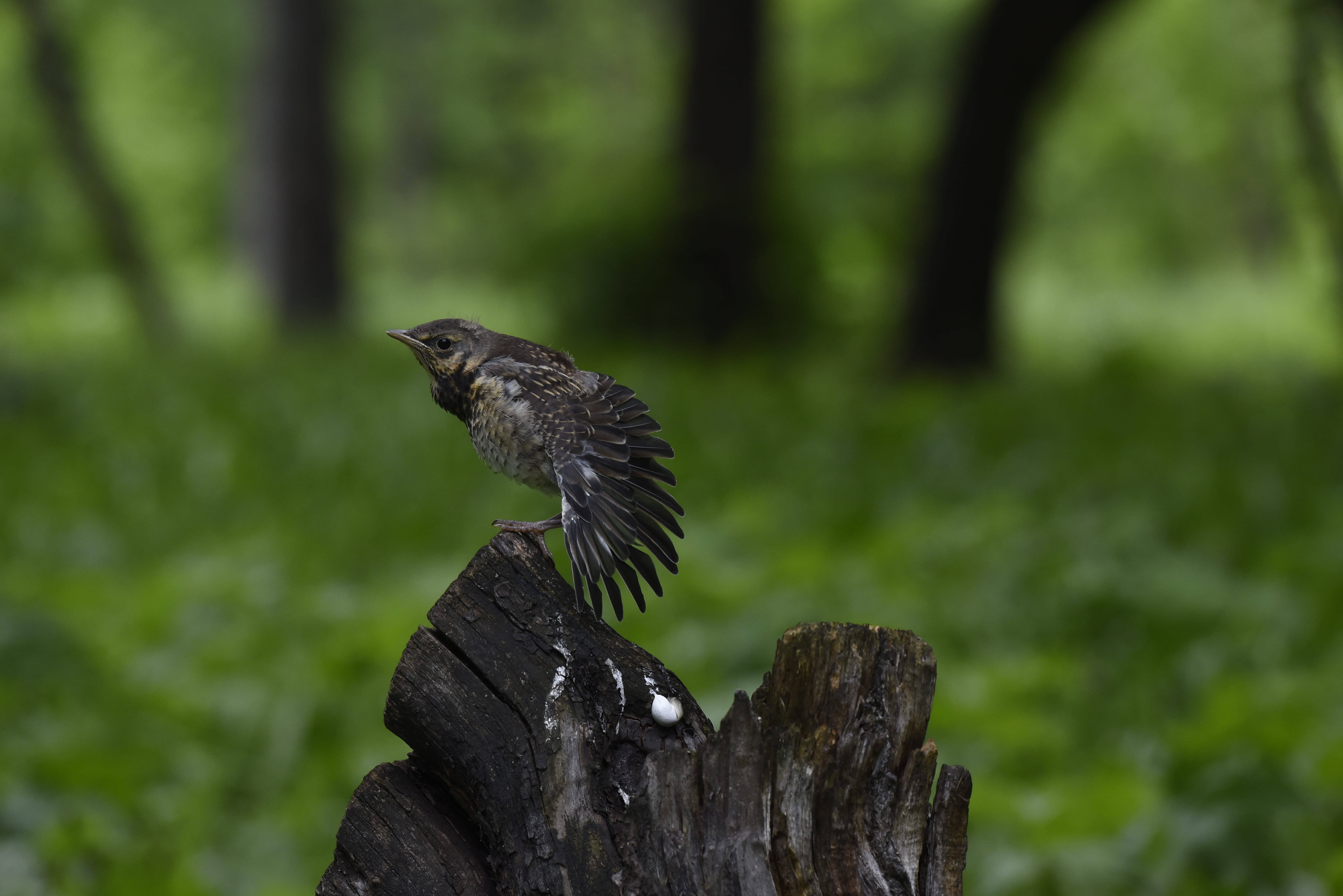 , Красников Андрей