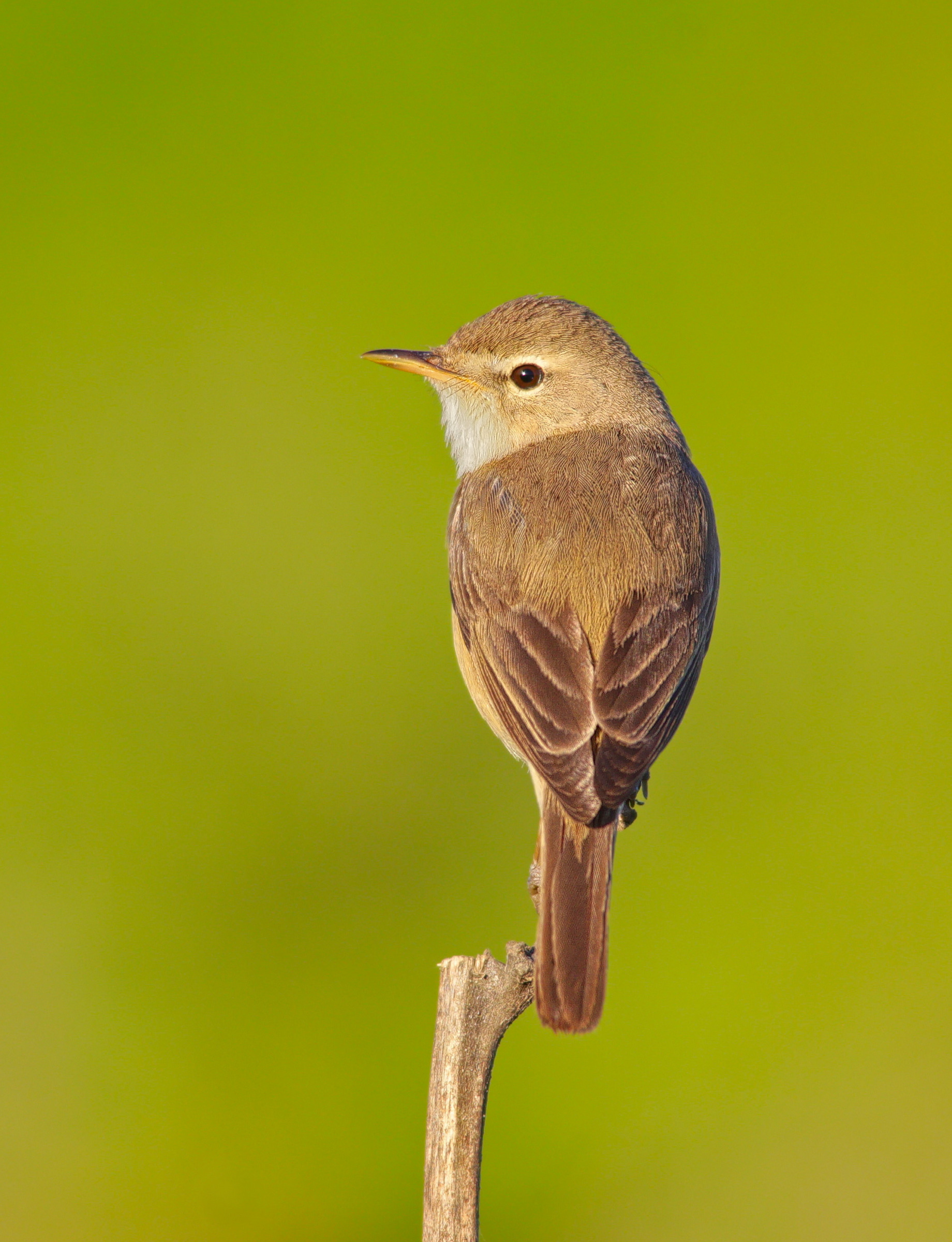 iduna caligata, северная бормотушка,, sergey izoya