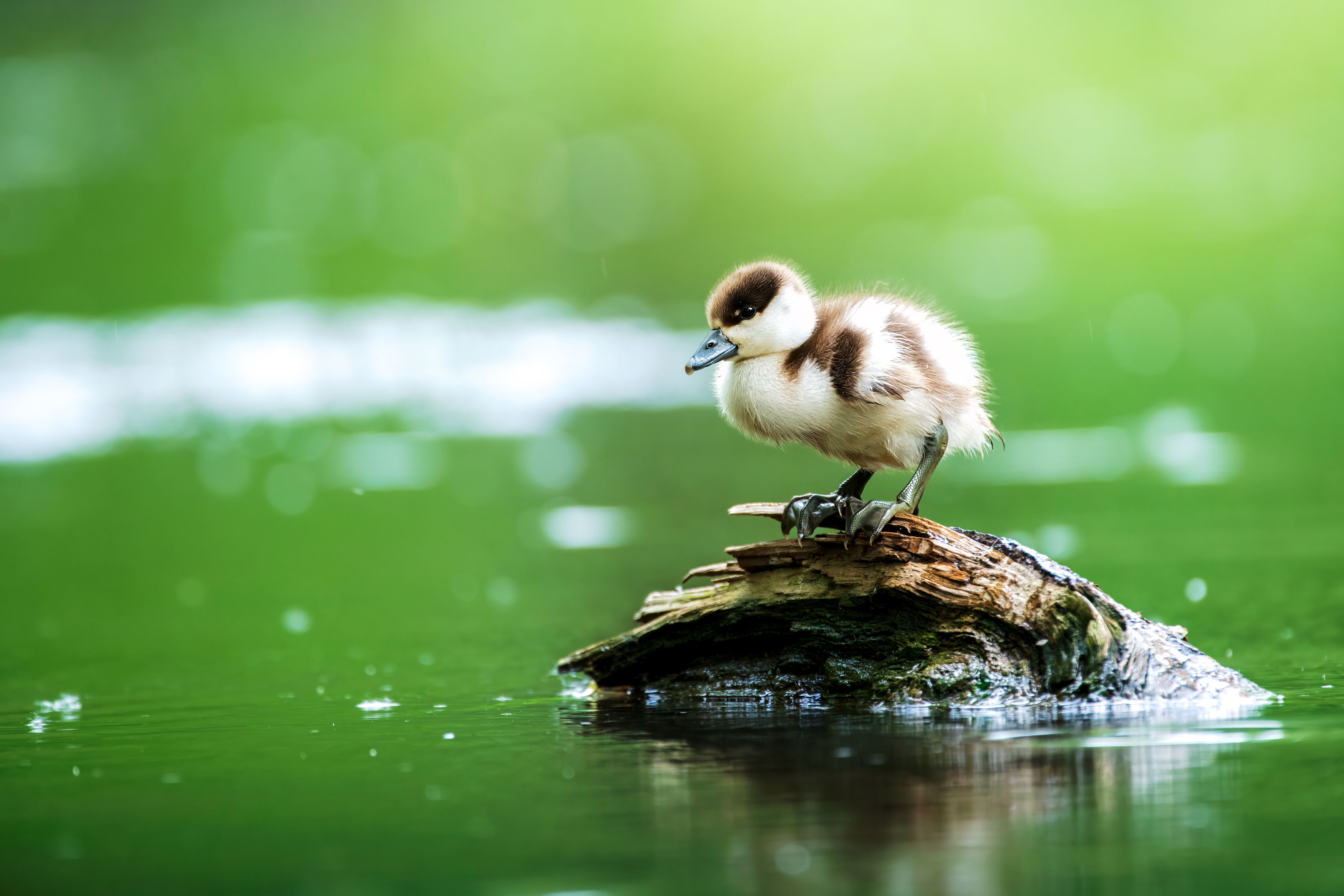 , Павел Ныриков