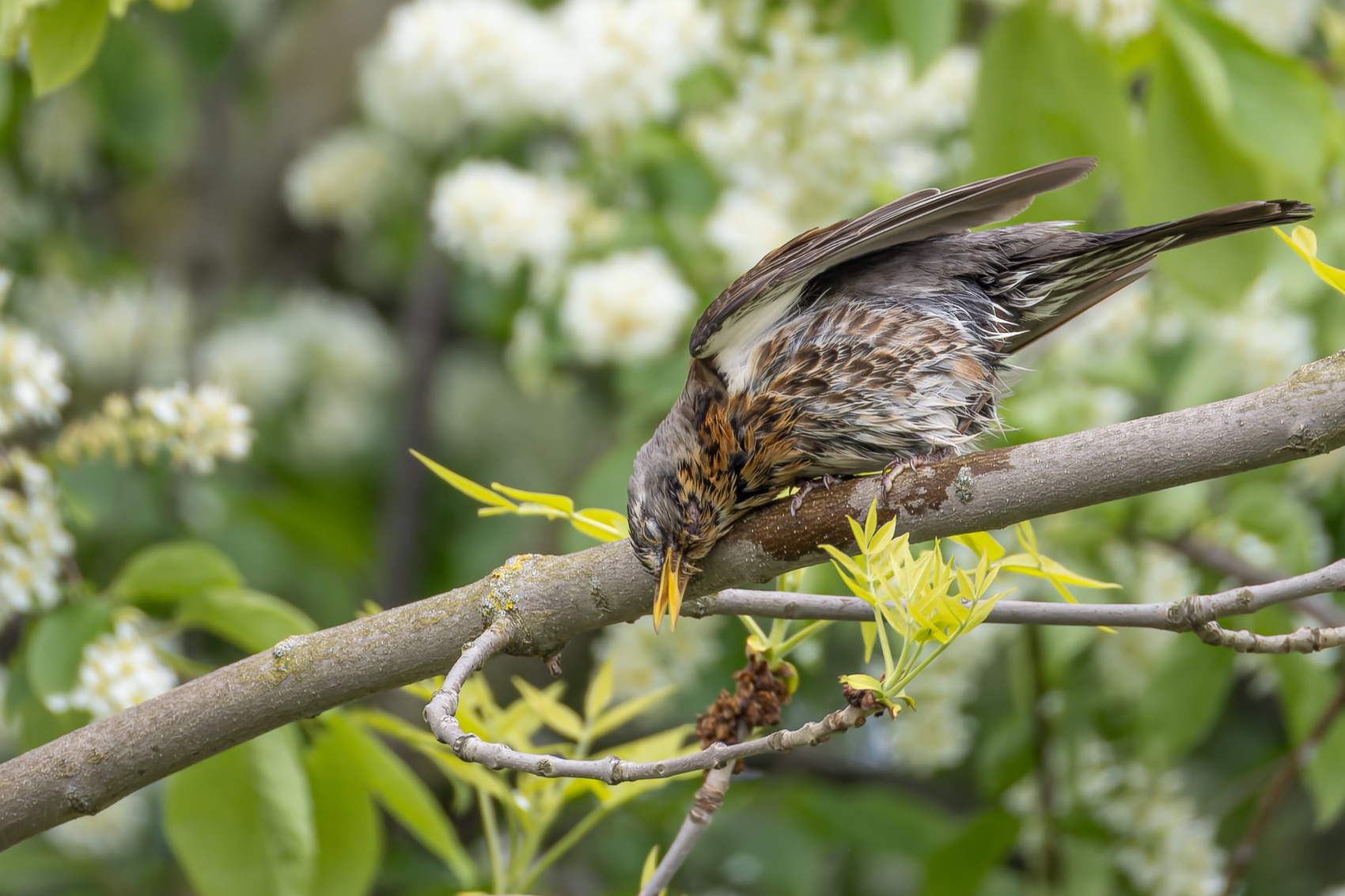 дрозд, рябинник, птицы, Руслан Pl