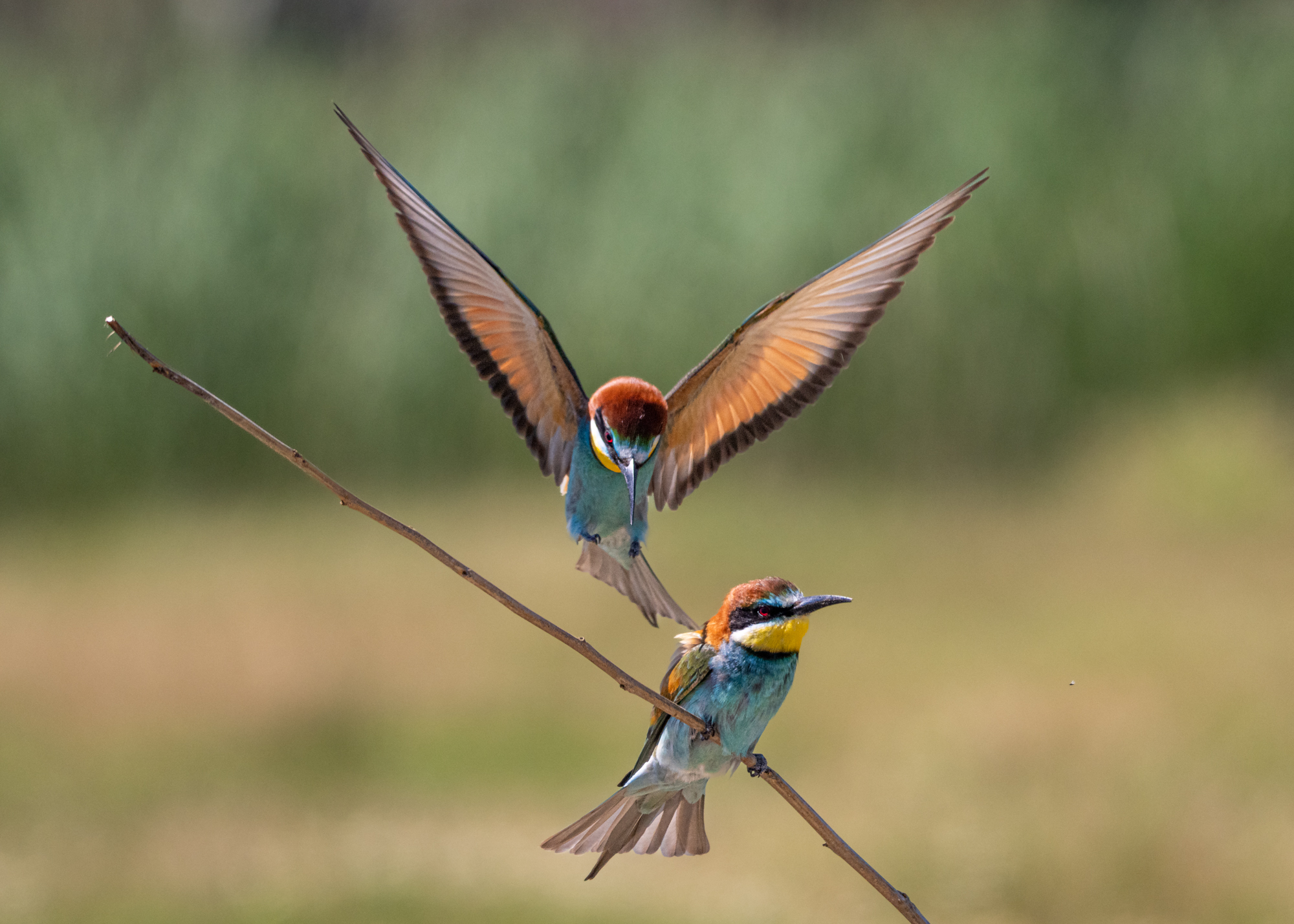 bee-eaters, bird in flight, золотистые, щурки, пчелоеды, птица в полете, Оксана Дорн