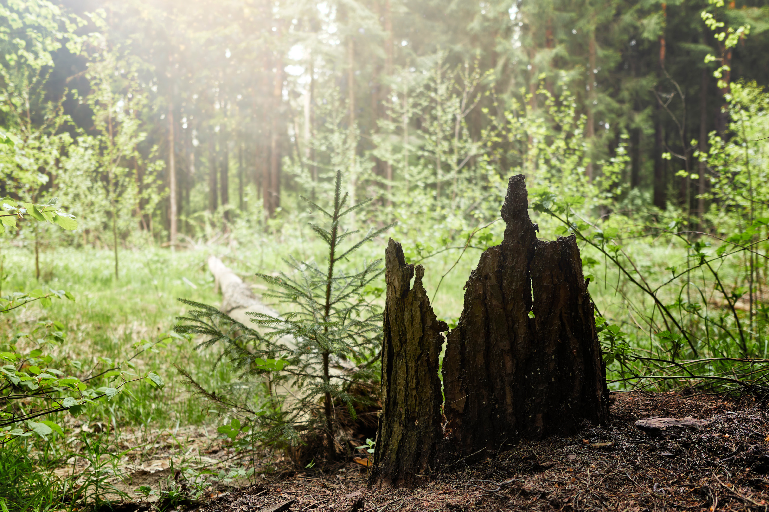 лес, Валерий Вождаев