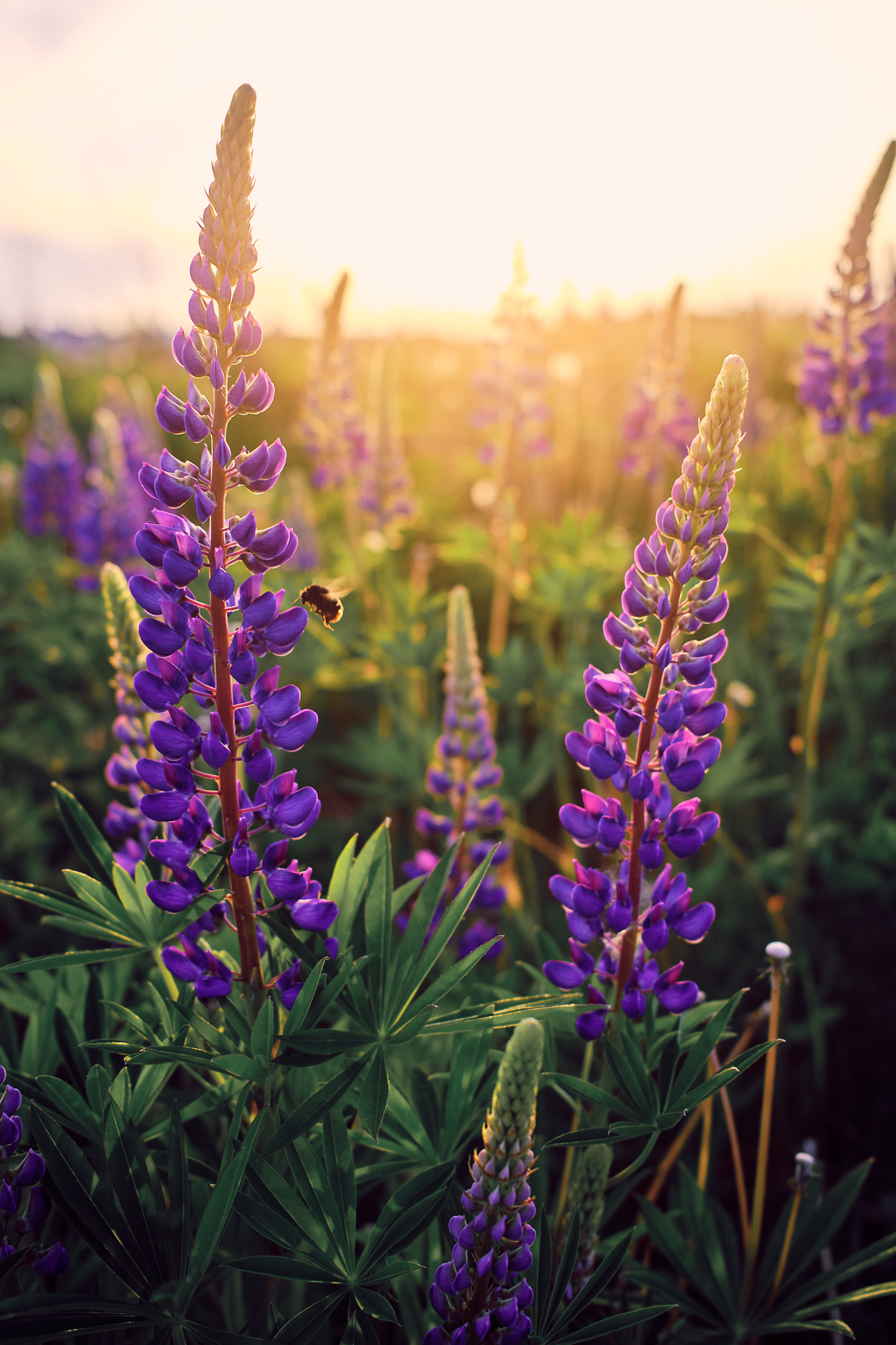 , Дыбов Дмитрий