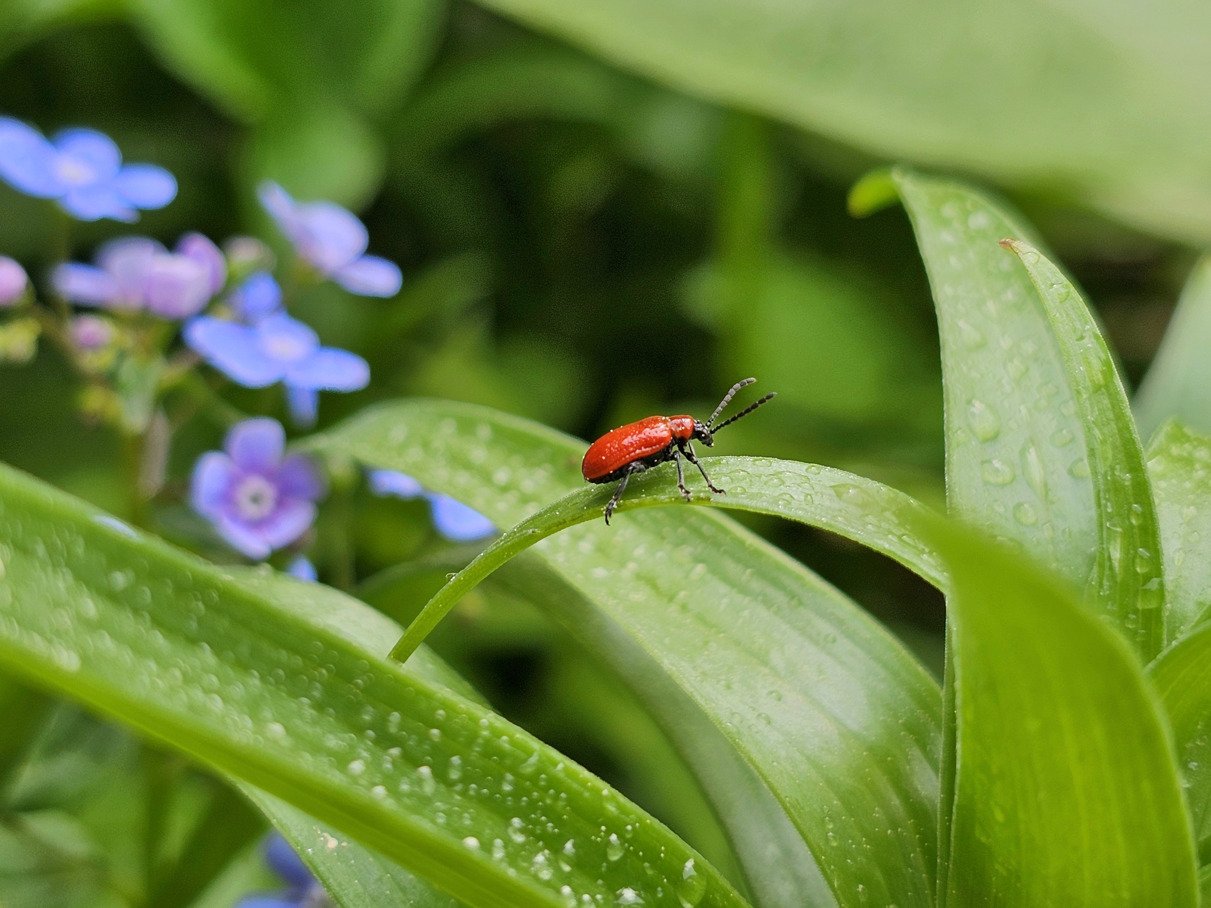 , Мария Яковлева
