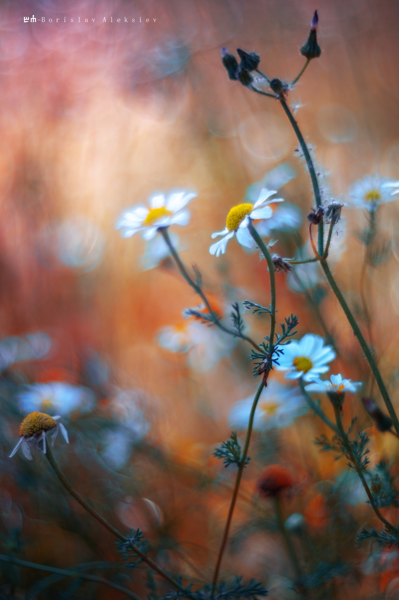 white,yellow,flowers,bokeh,fujifilm,nature,exterior,, Алексиев Борислав