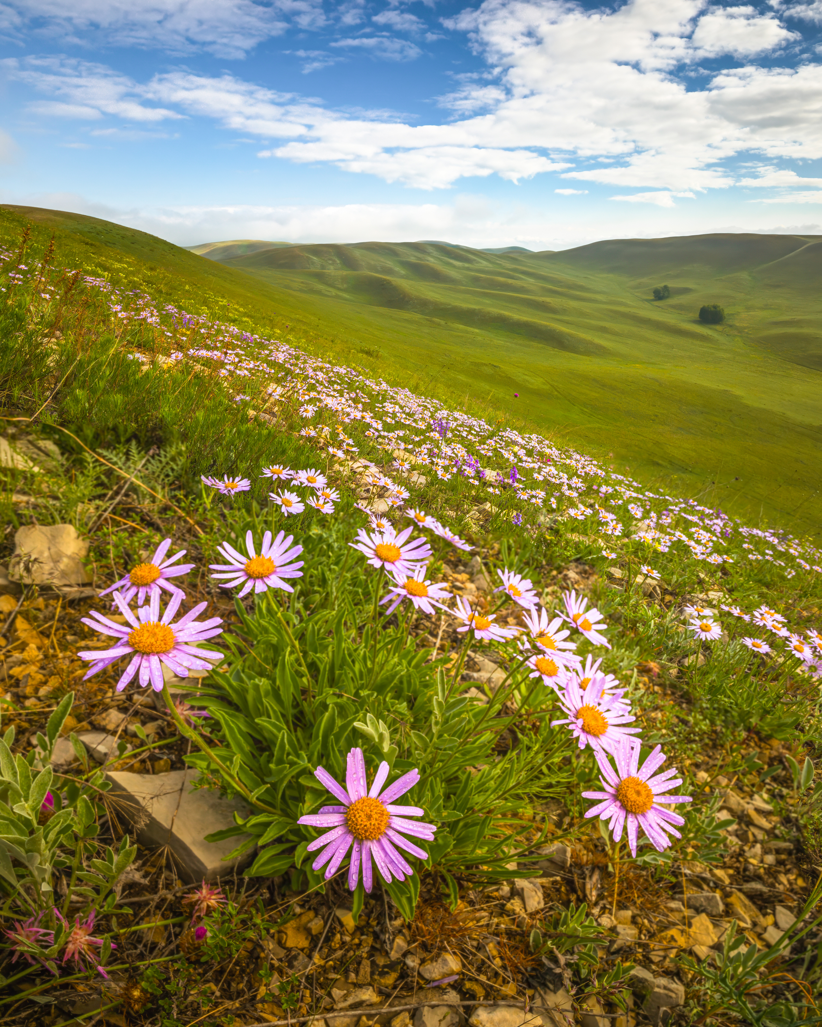 , Денис Туев