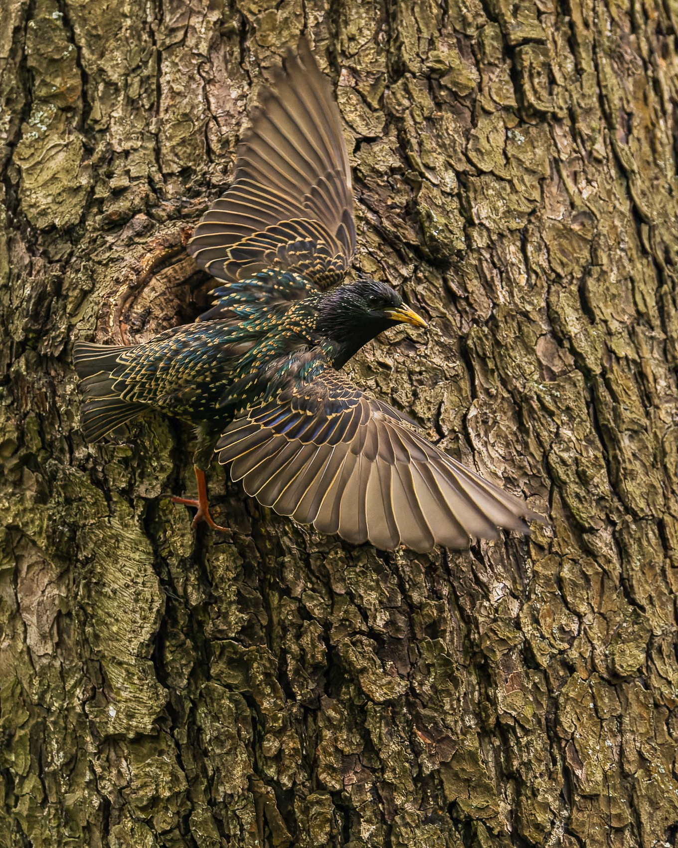 скворец, птицы, гнездо, Руслан Pl