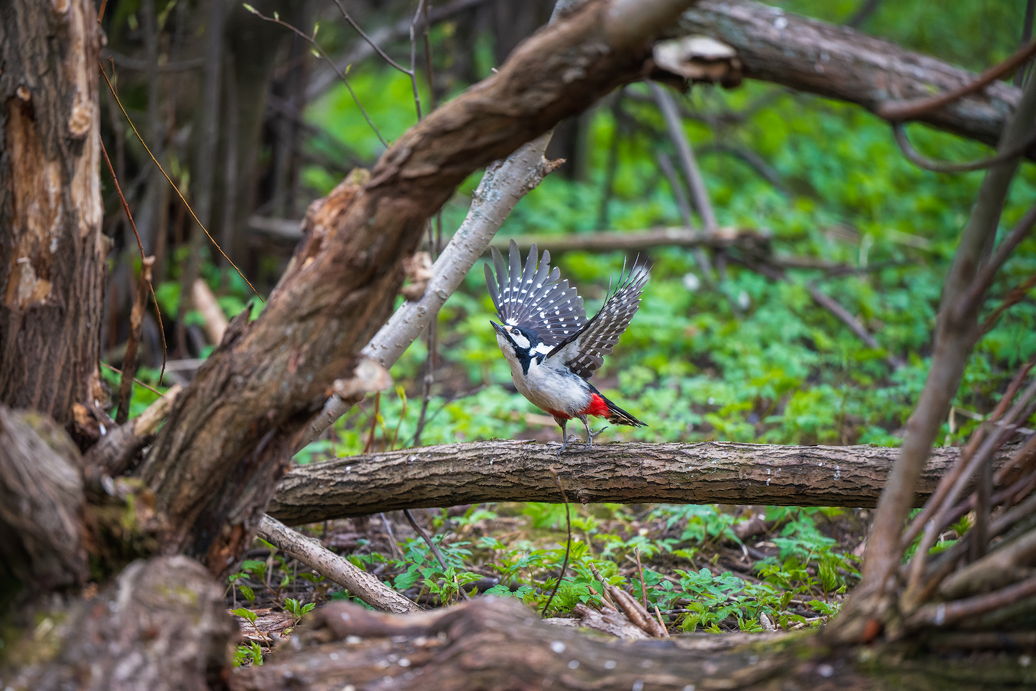 пермский край, птицы, фотоохота, природа, дятел, Кузнецов Кирилл