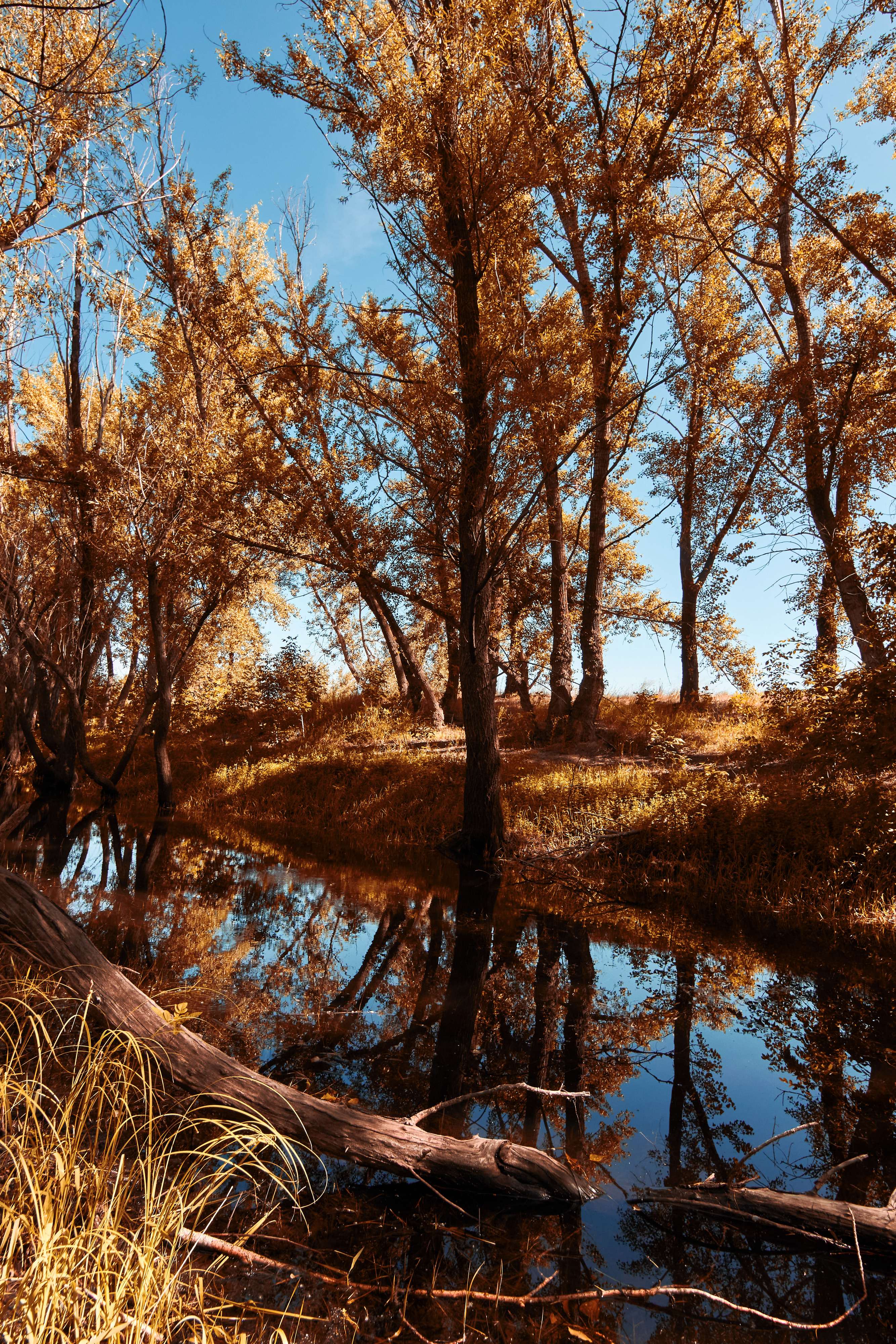 landscapes, volgograd, russia, wildlife, , Павел Сторчилов